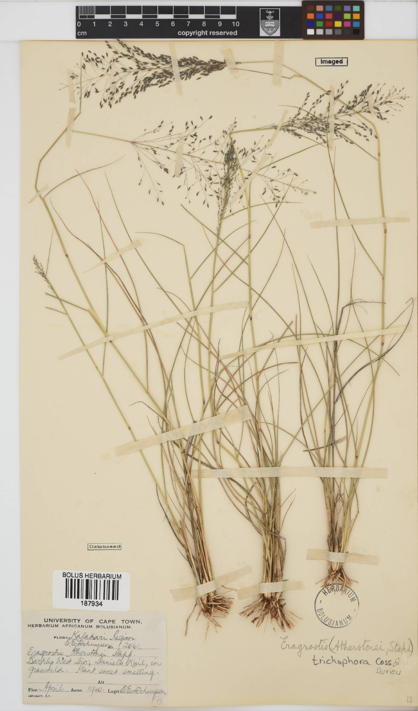 Eragrostis trichophora image