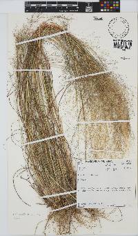 Eragrostis micrantha image