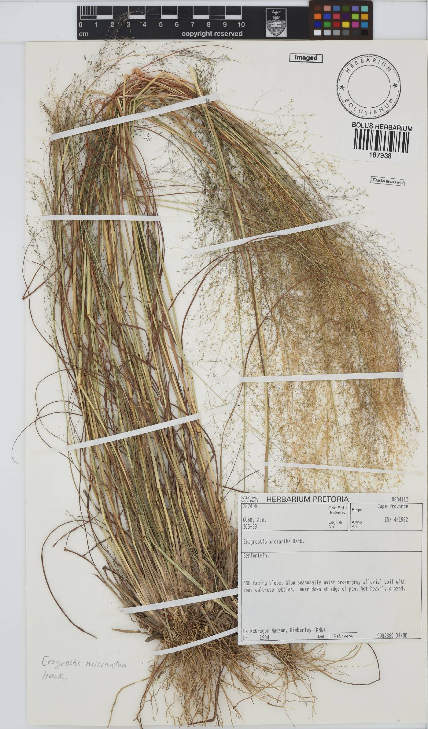 Eragrostis micrantha image