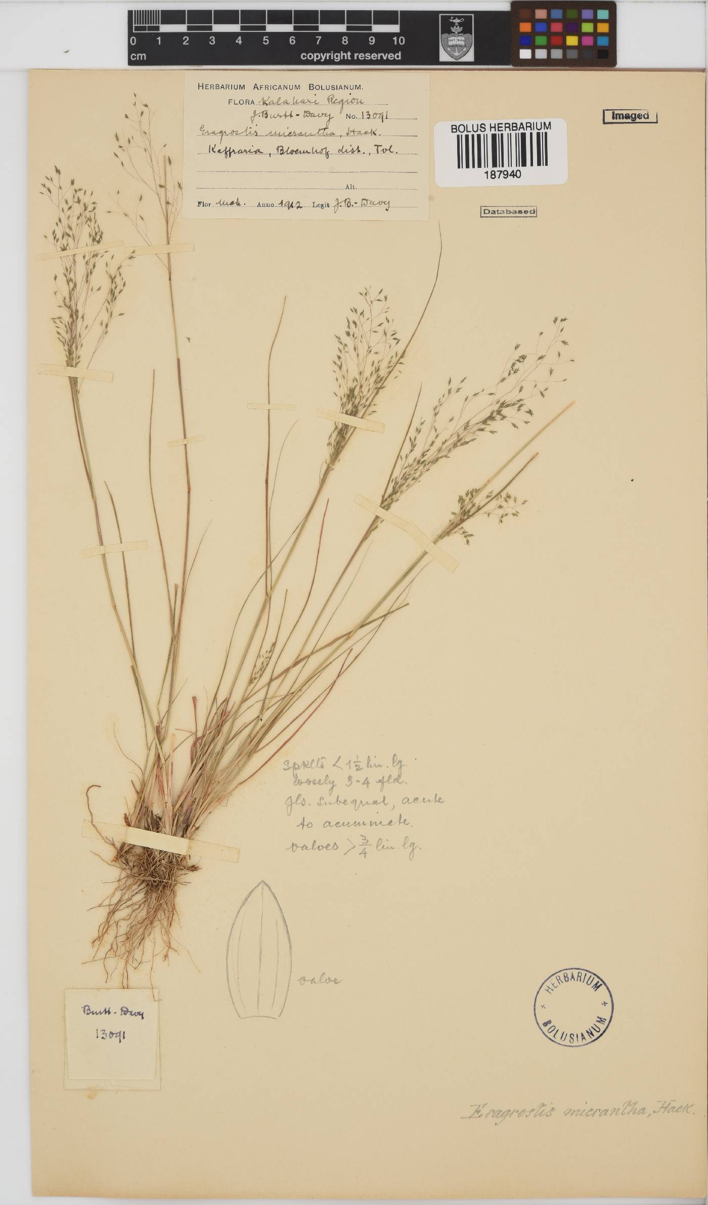 Eragrostis micrantha image