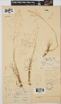 Eragrostis micrantha image