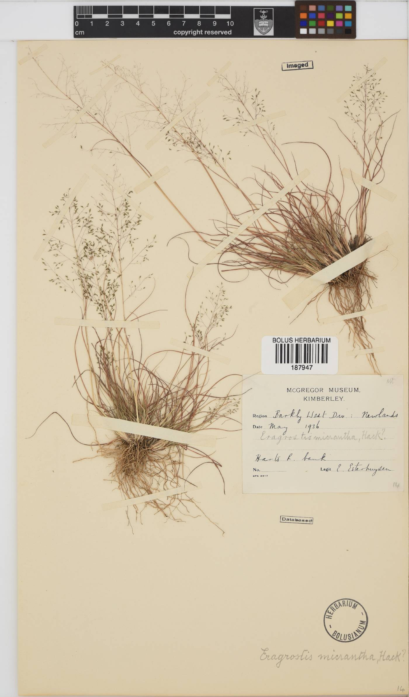 Eragrostis micrantha image