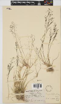 Eragrostis trichophora image