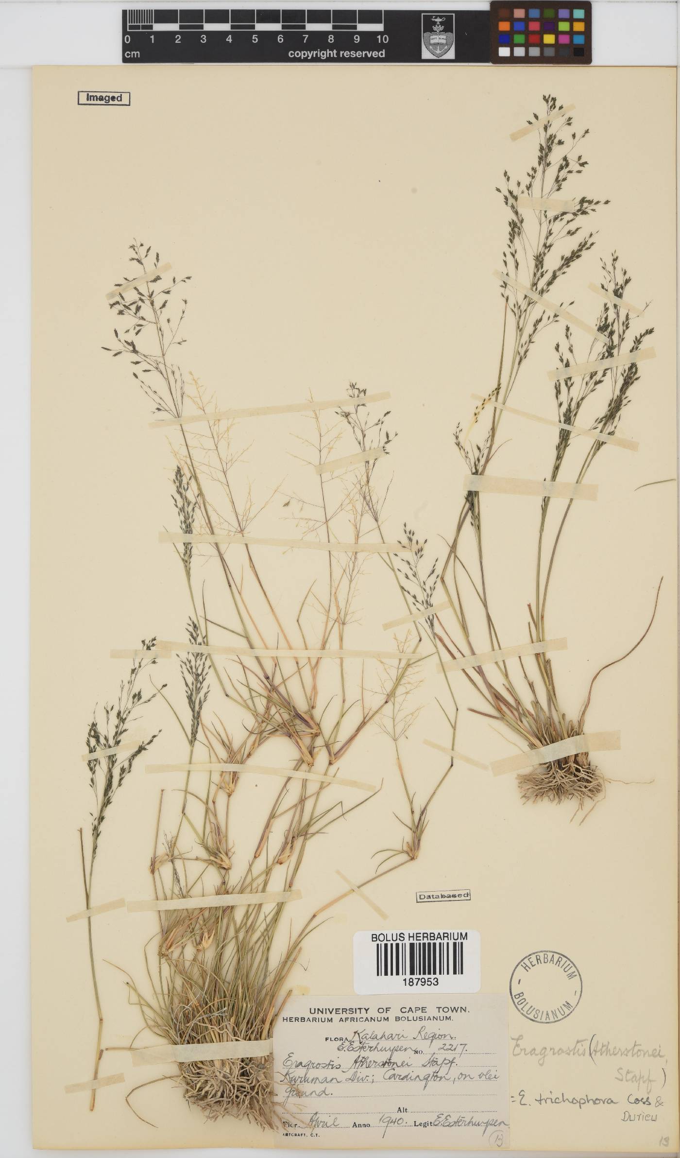 Eragrostis trichophora image