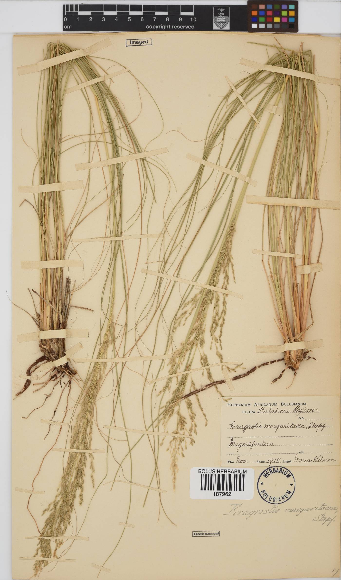 Eragrostis rotifer image