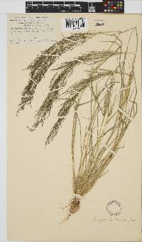 Eragrostis porosa image