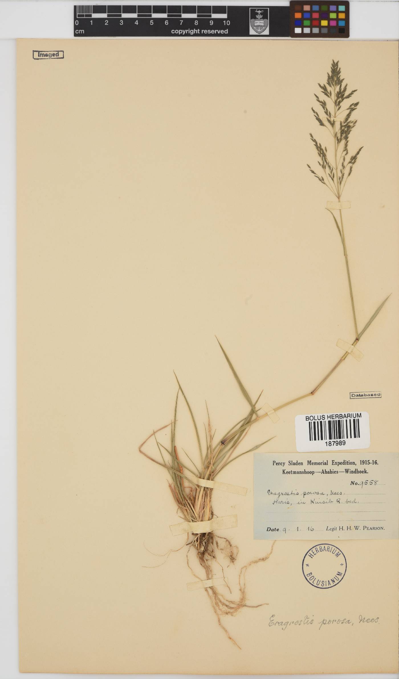 Eragrostis porosa image