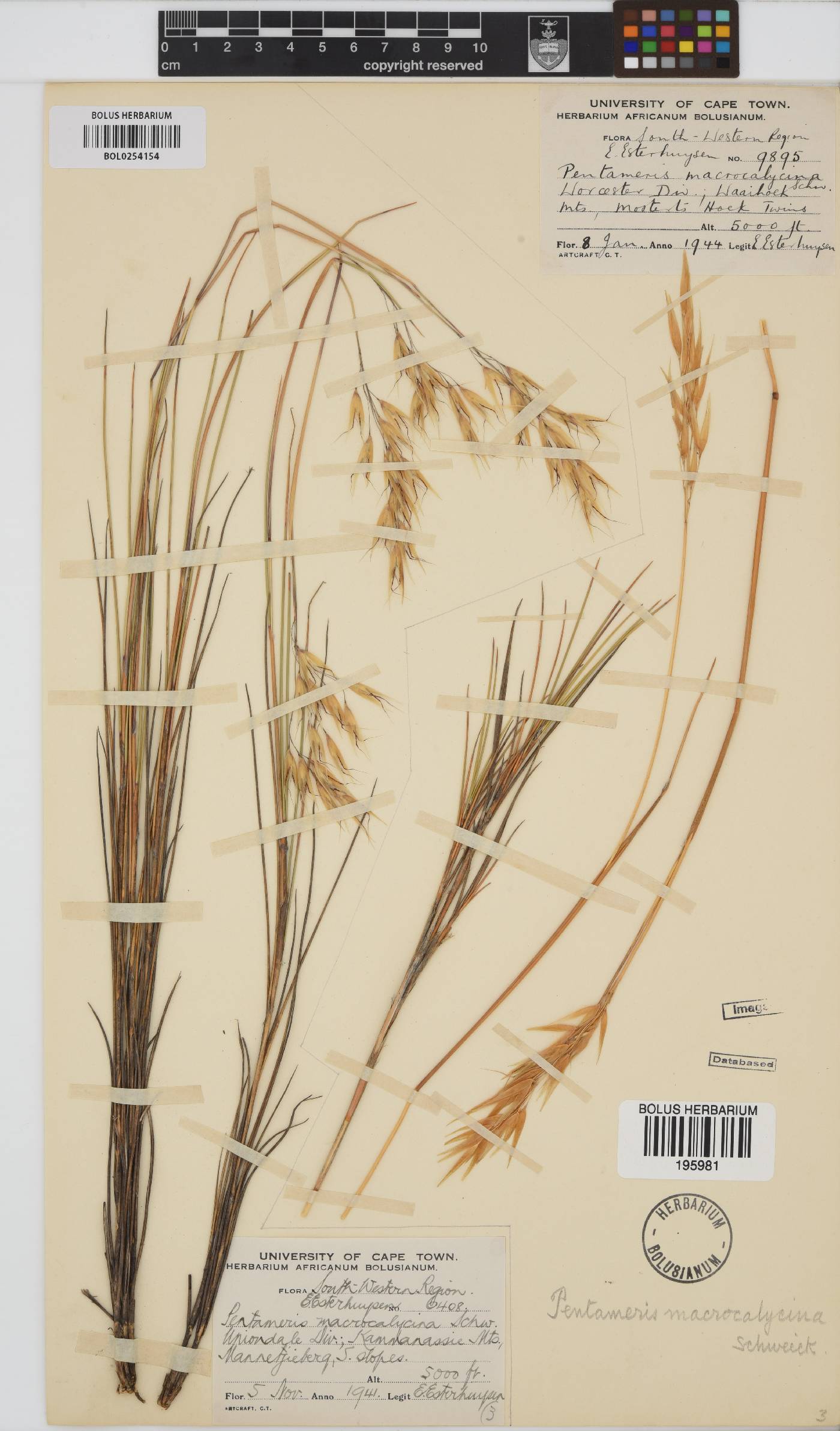 Pentameris macrocalycina image