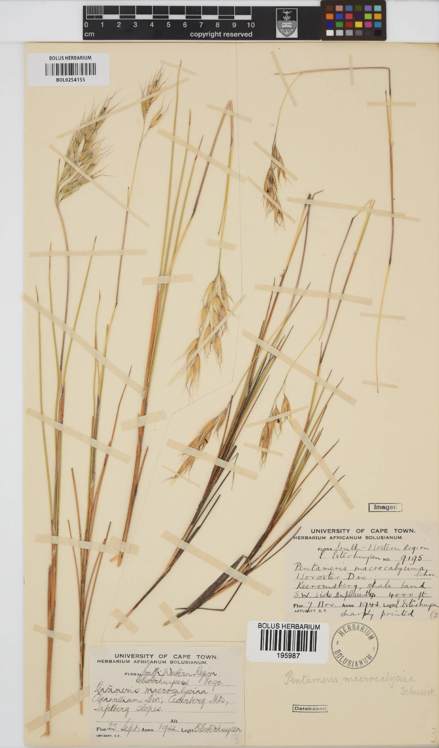 Pentameris macrocalycina image