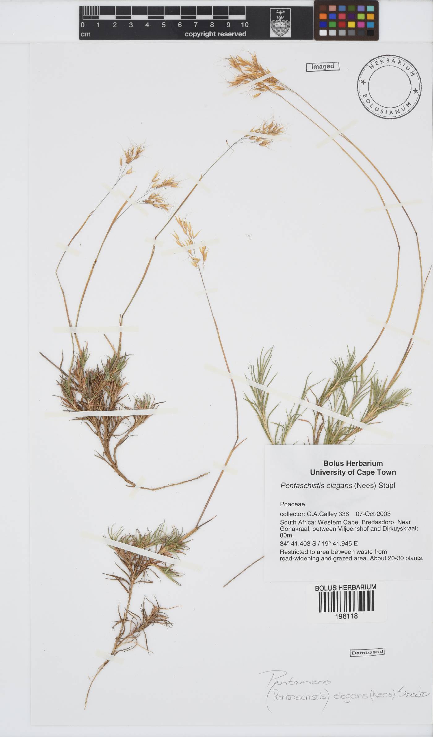 Pentameris eriostoma image