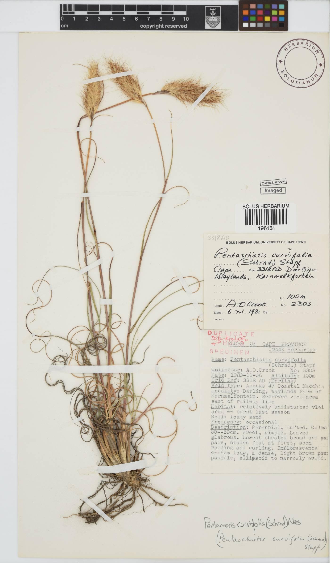 Pentameris curvifolia image
