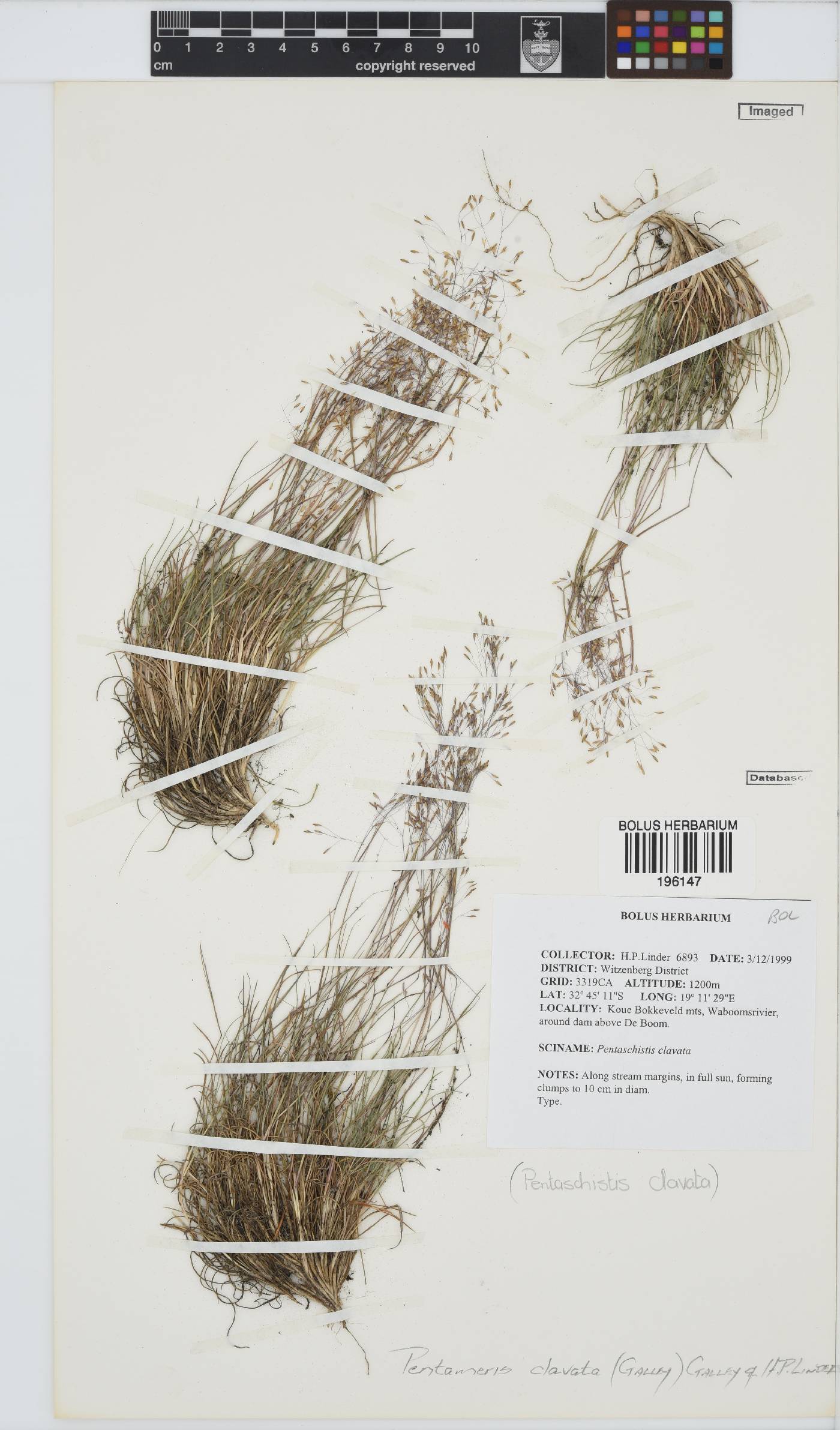 Pentameris clavata image