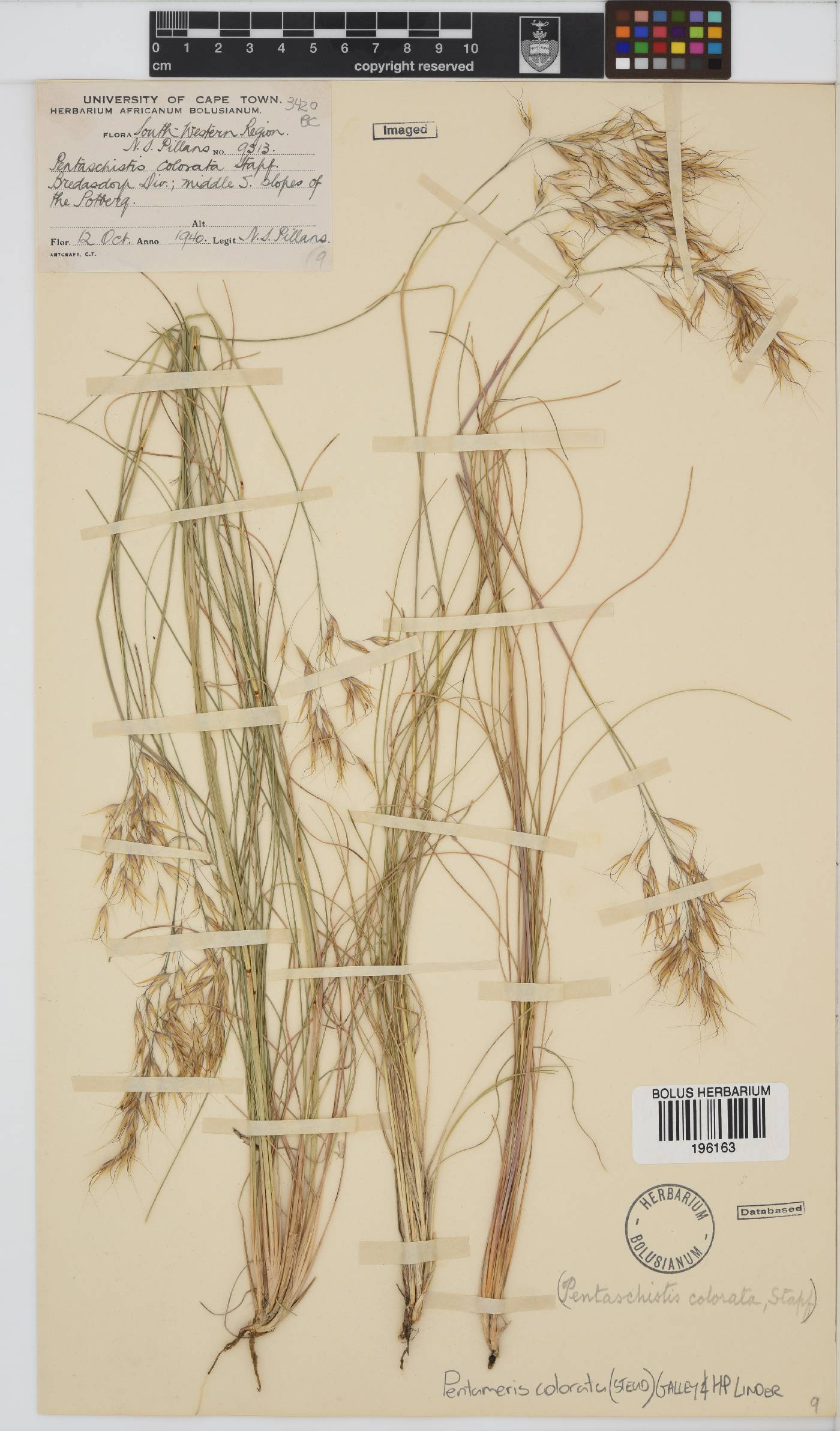 Pentameris colorata image