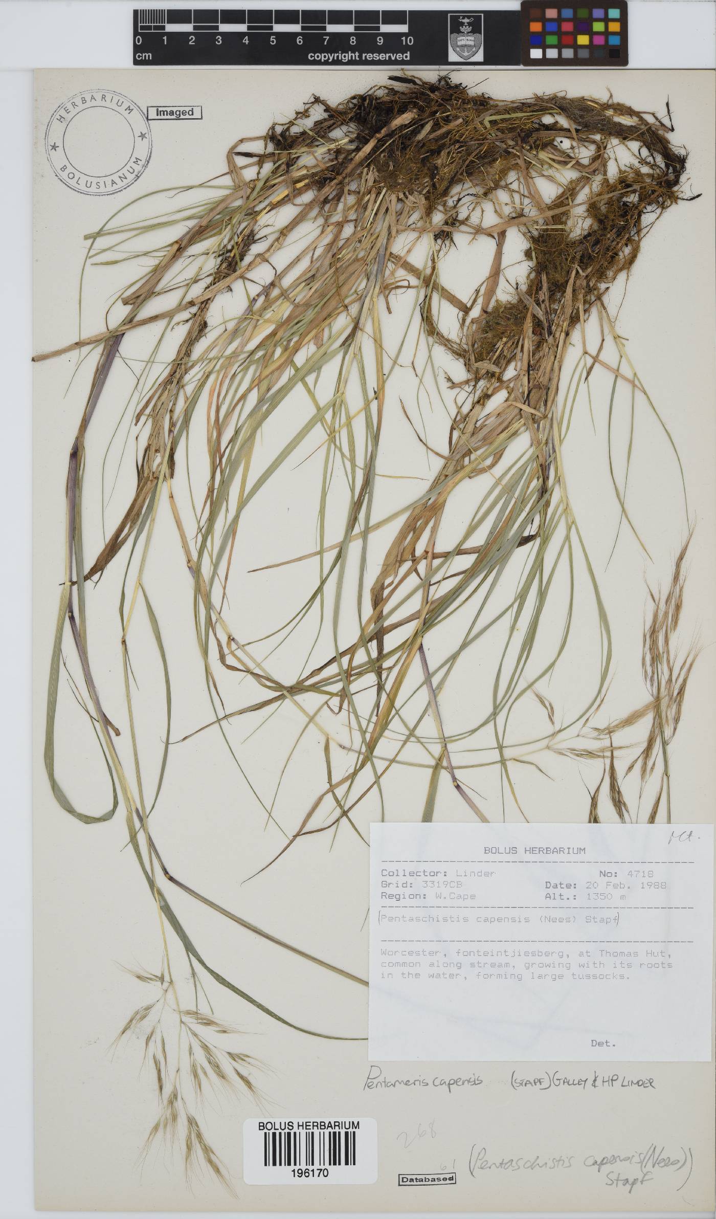 Pentameris capensis image