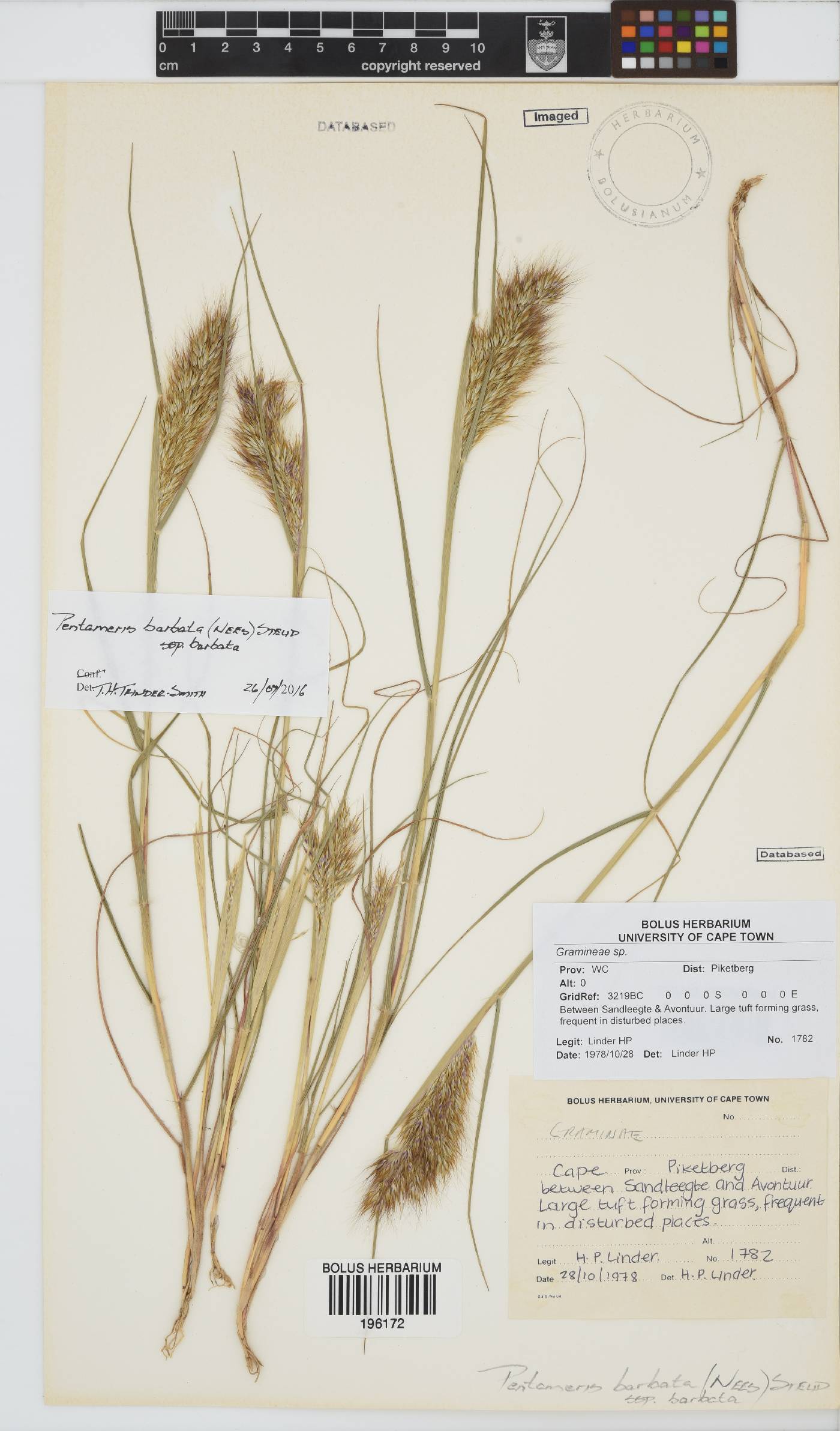 Pentameris barbata image