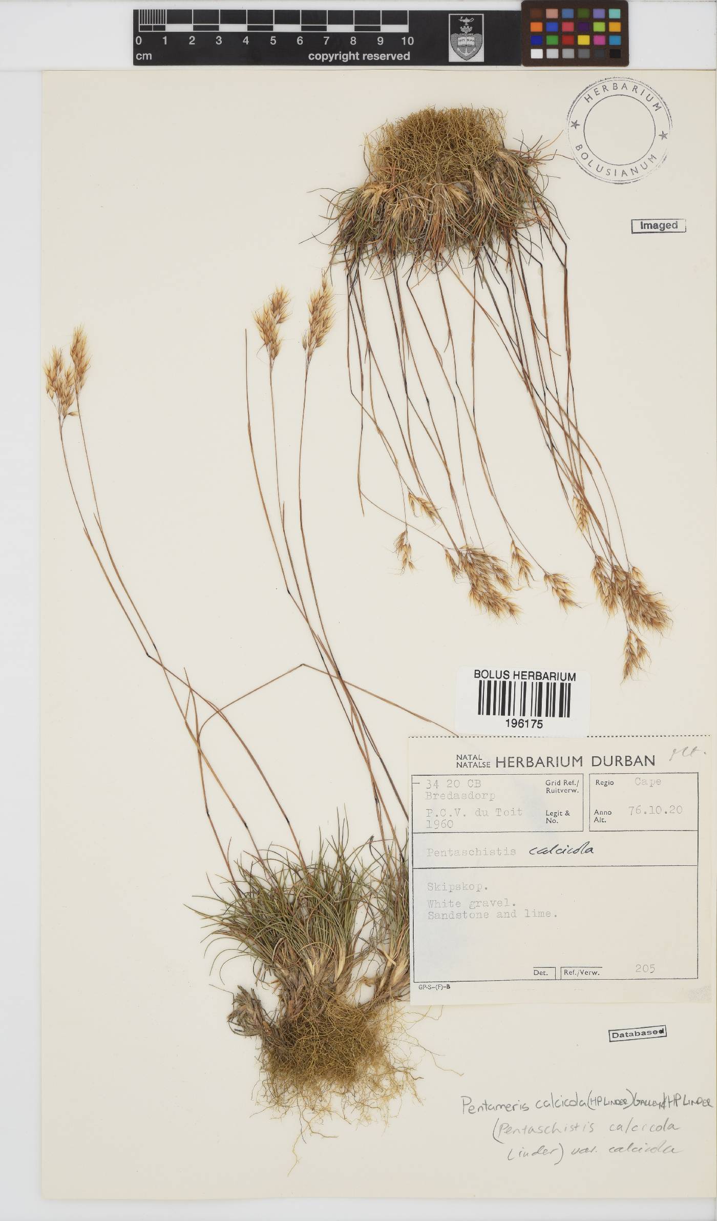 Pentameris calcicola var. calcicola image