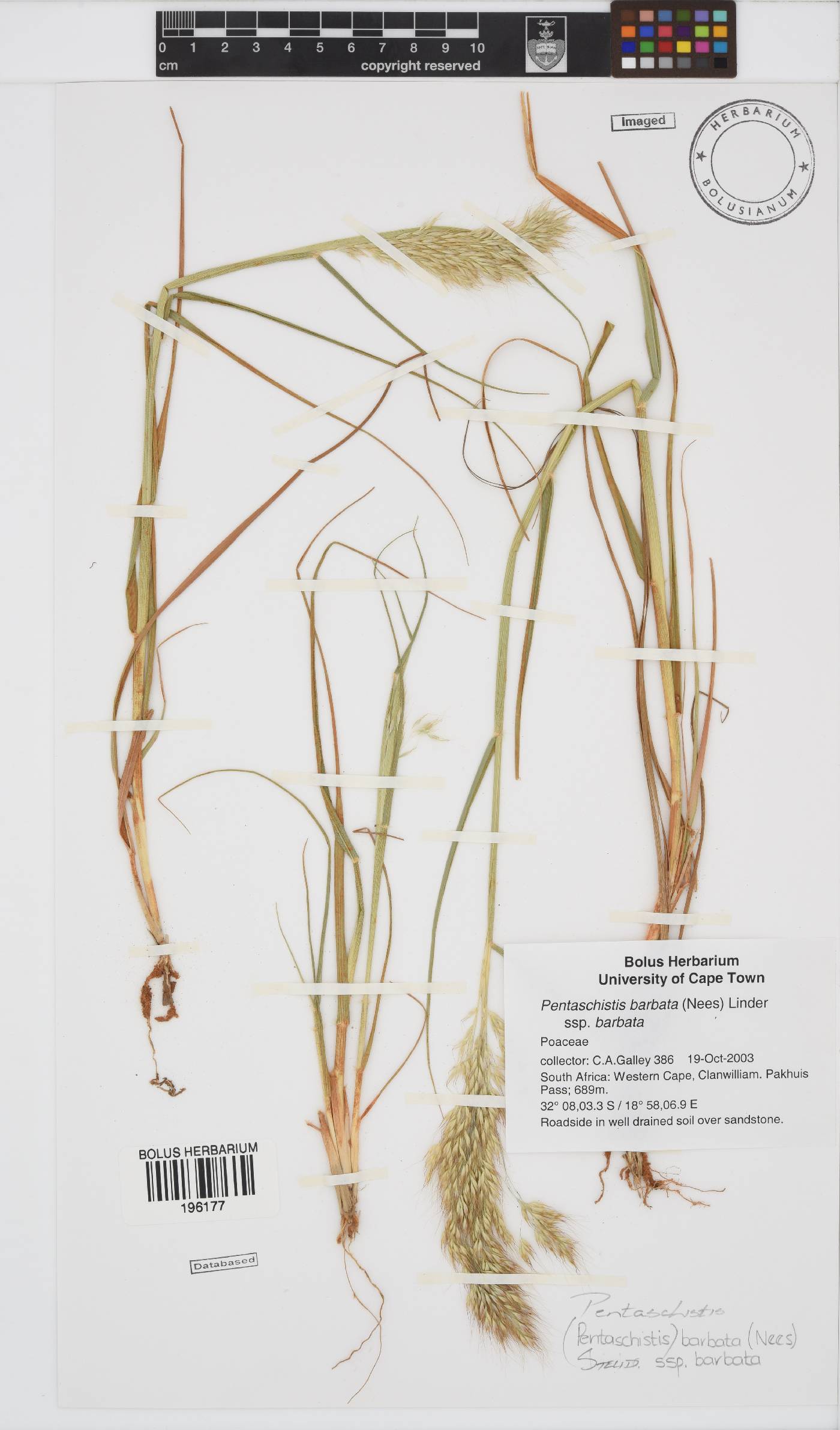 Pentameris barbata subsp. barbata image