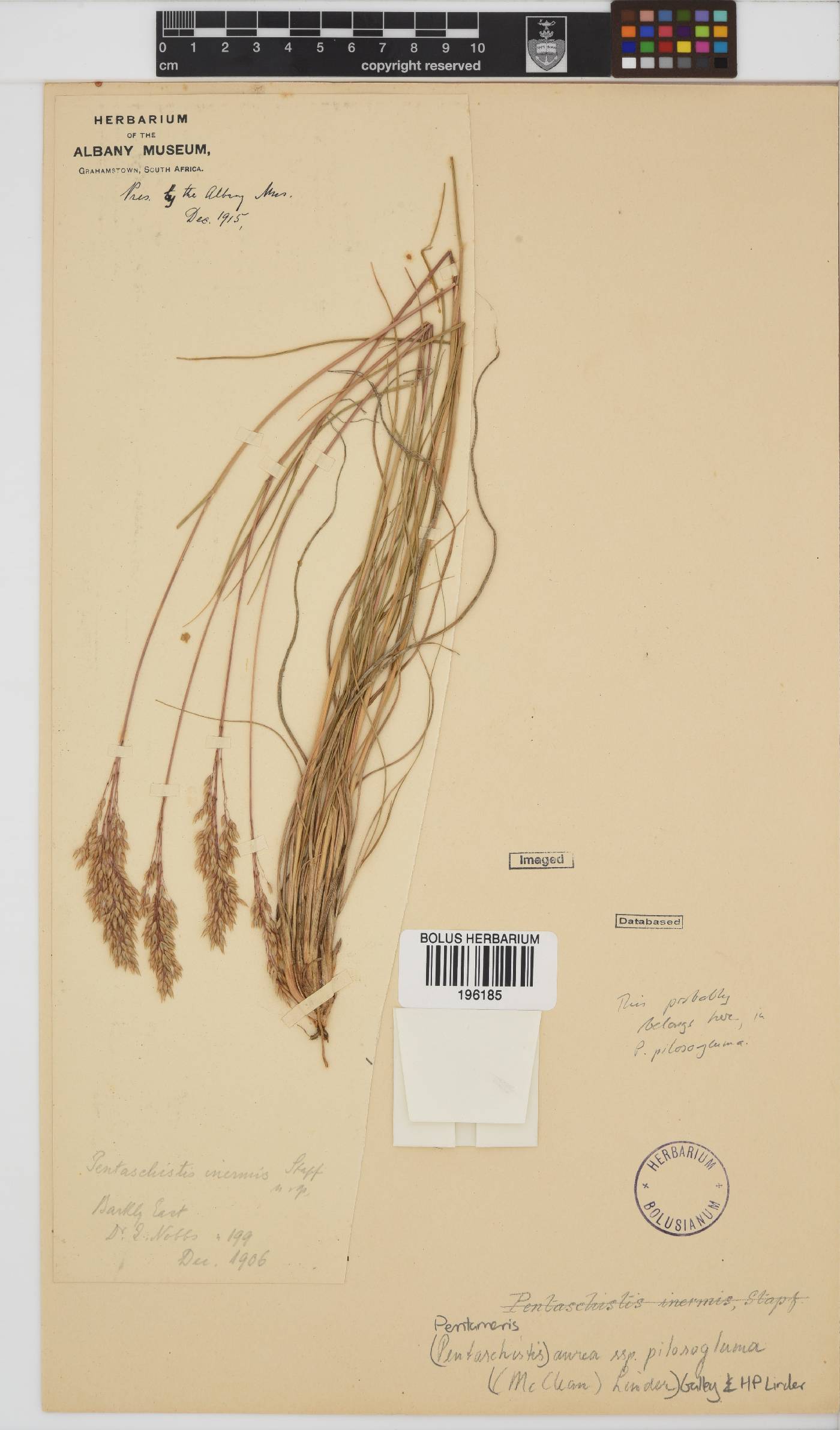 Pentameris aurea image