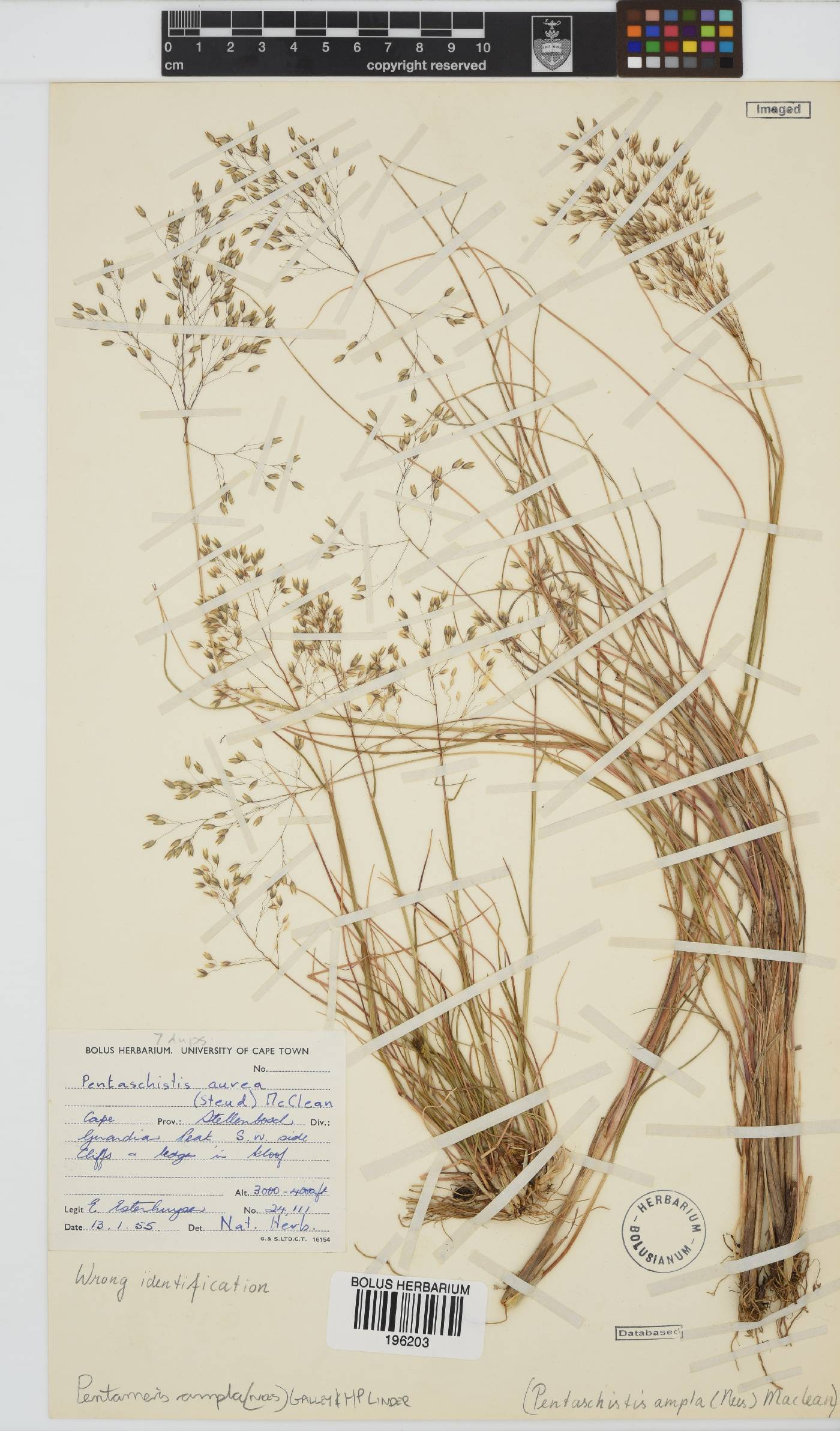 Pentameris ampla image