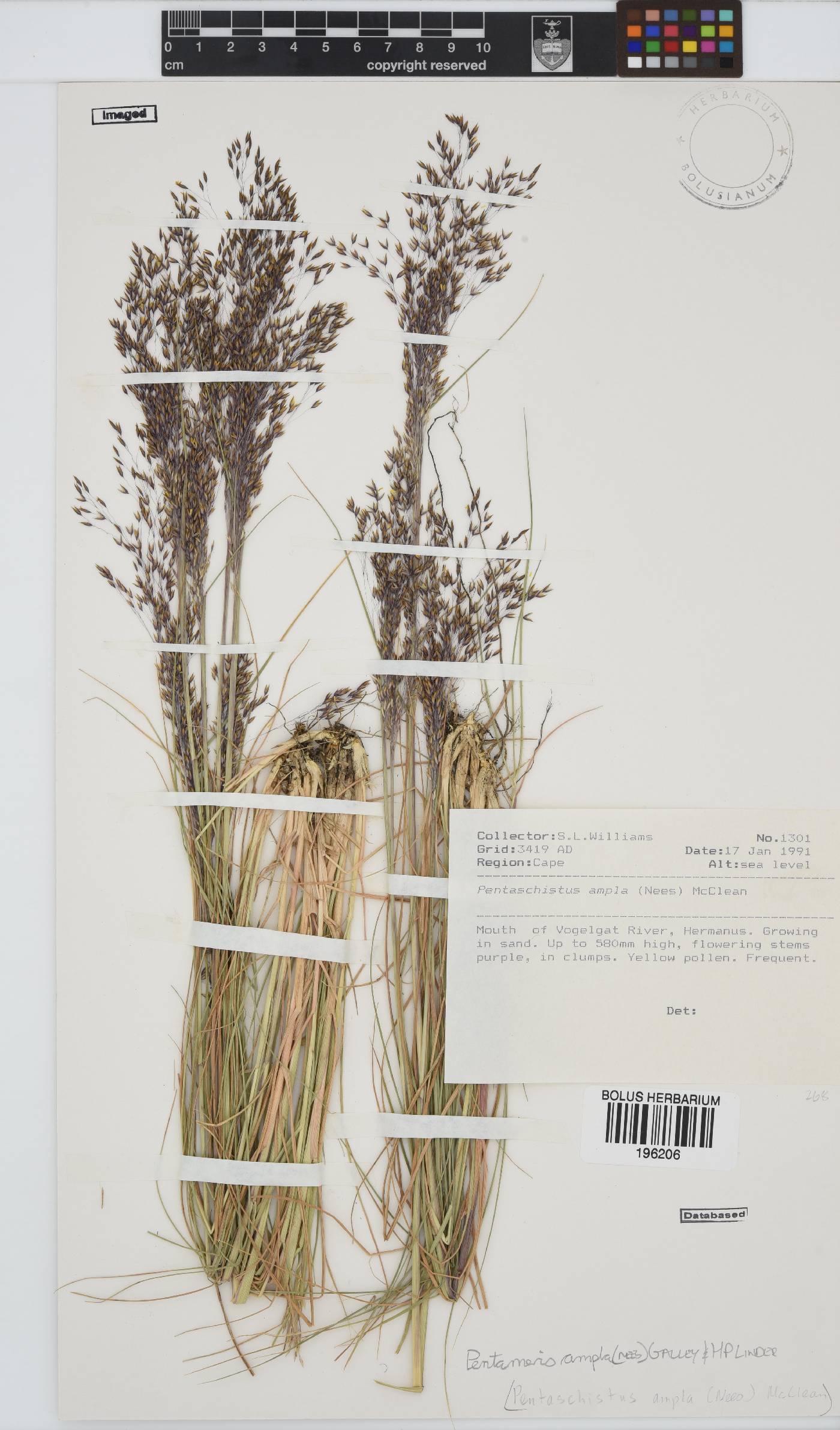 Pentameris ampla image