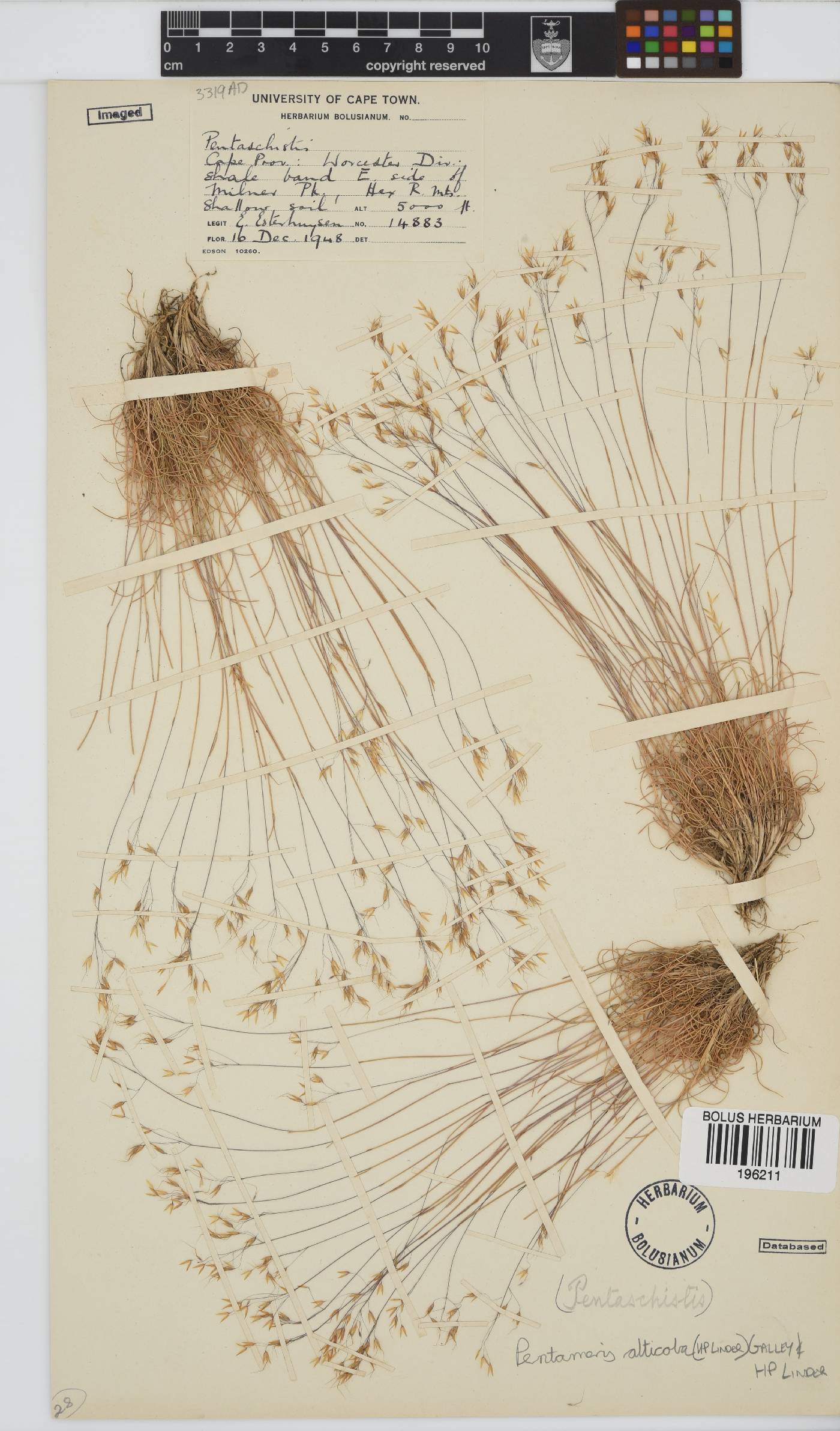 Pentameris alticola image