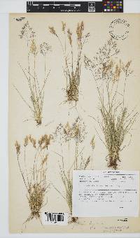 Pentameris airoides subsp. jugorum image