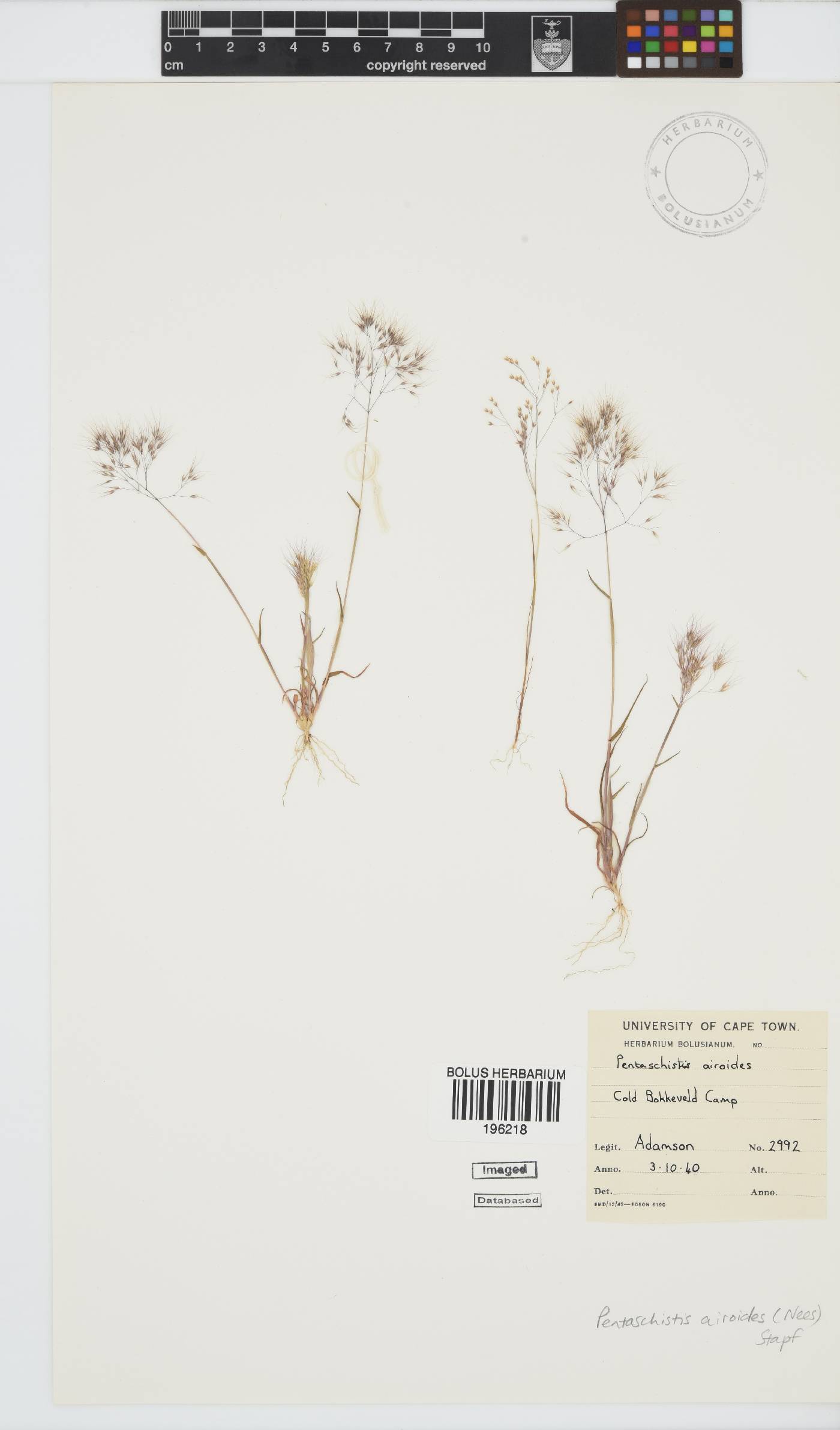 Pentameris airoides subsp. airoides image
