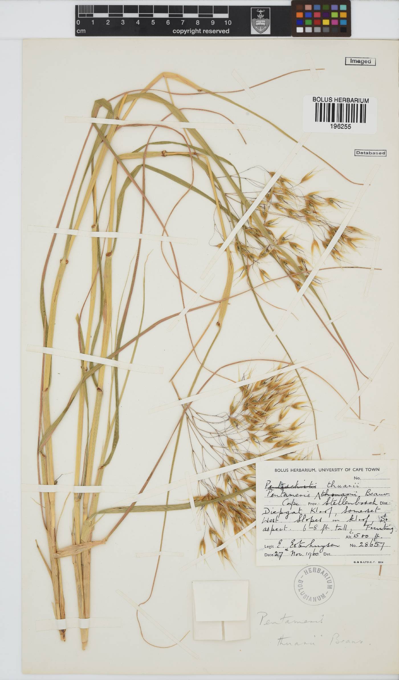 Pentameris thuarii image