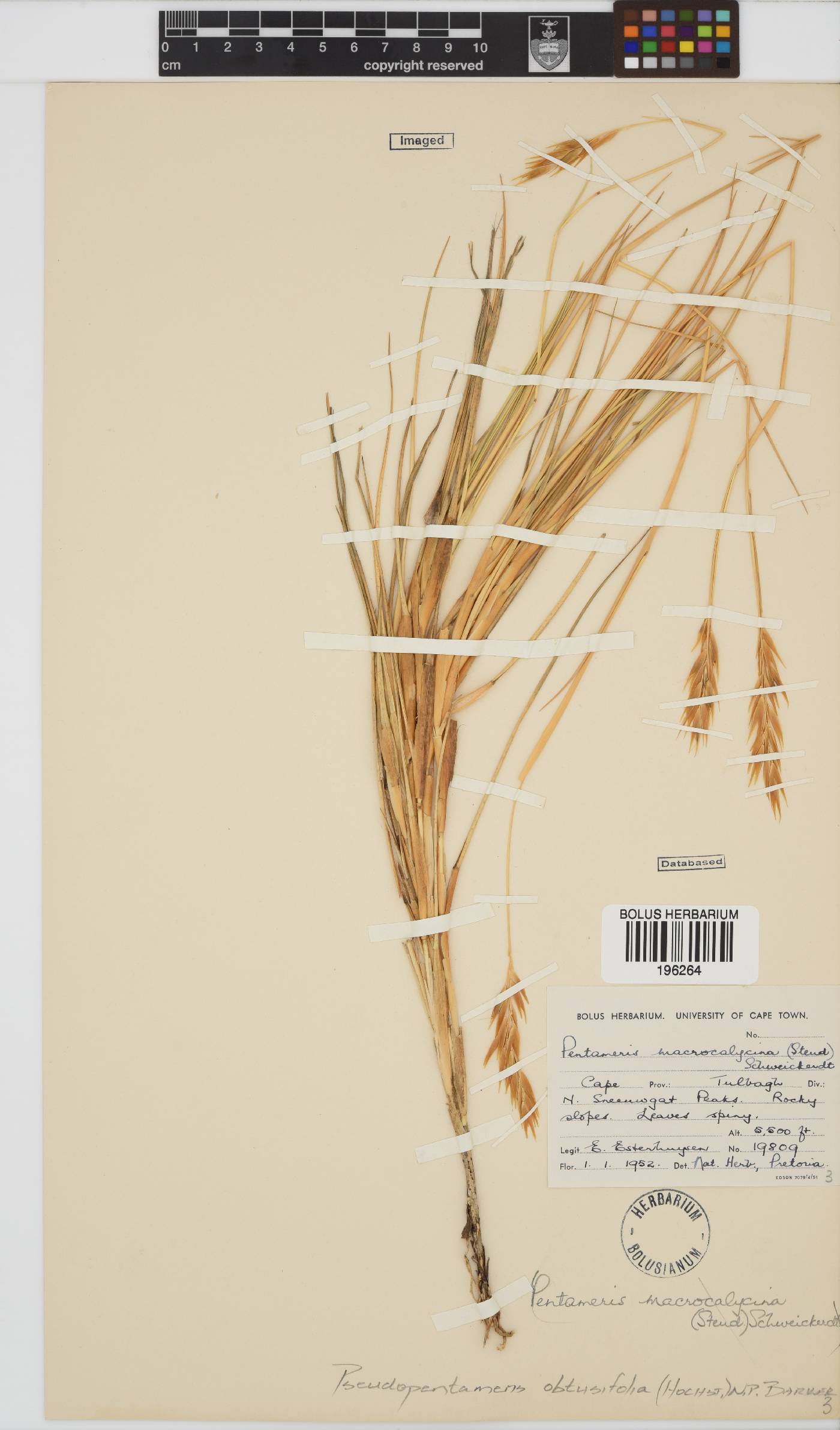 Pentameris oreophila image