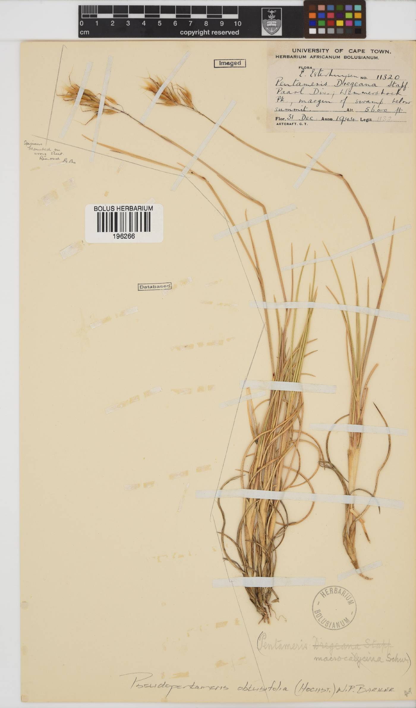 Pentameris obtusifolia image