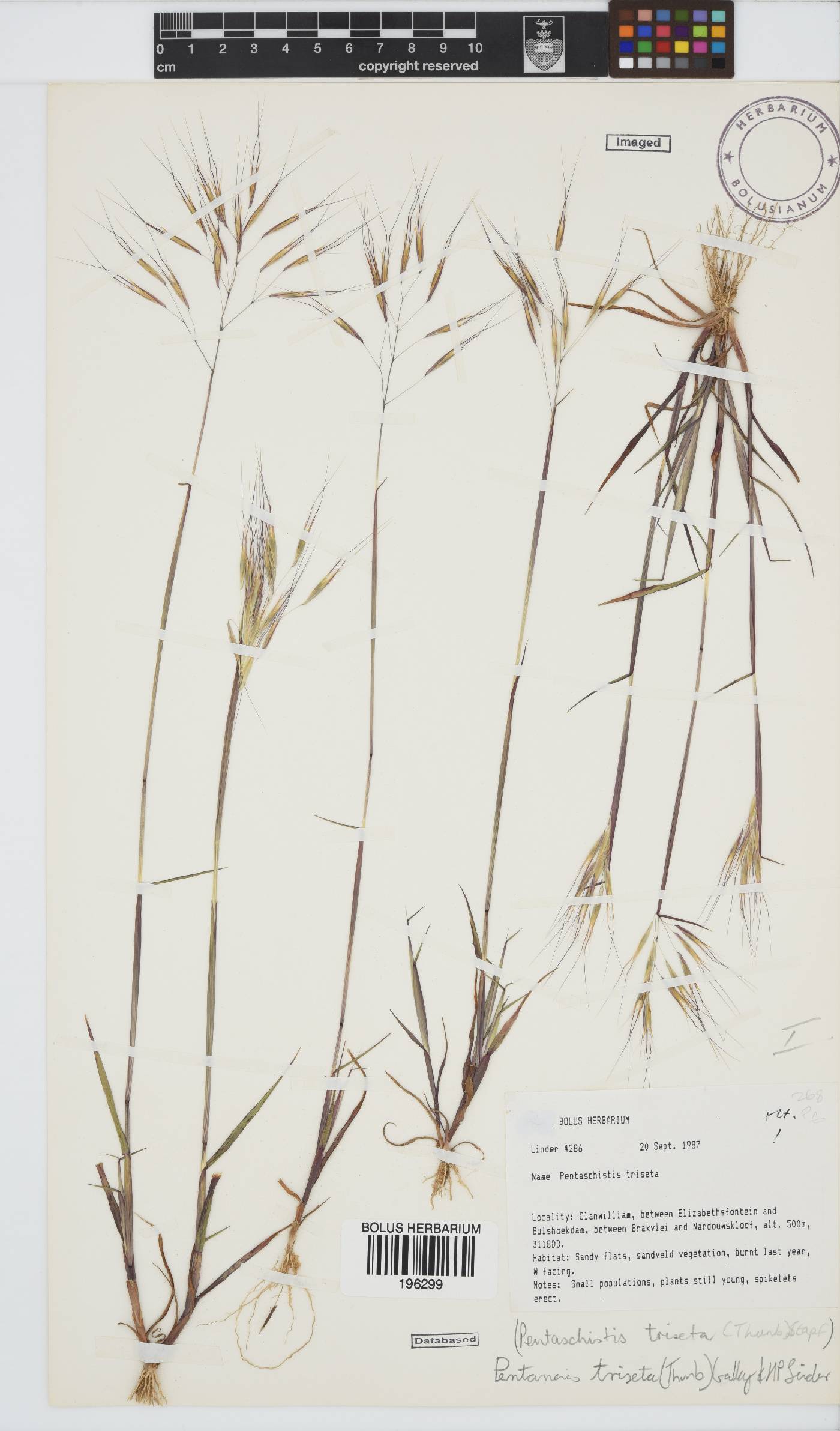 Pentameris trifida image