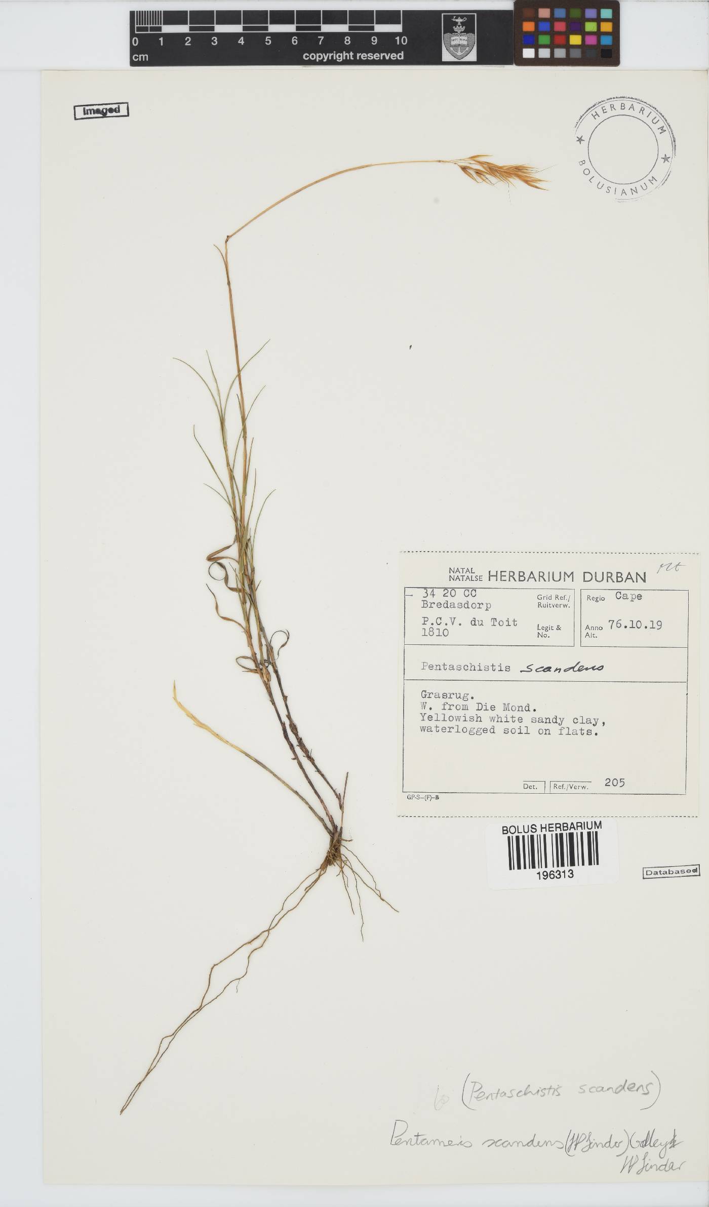 Pentameris scandens image