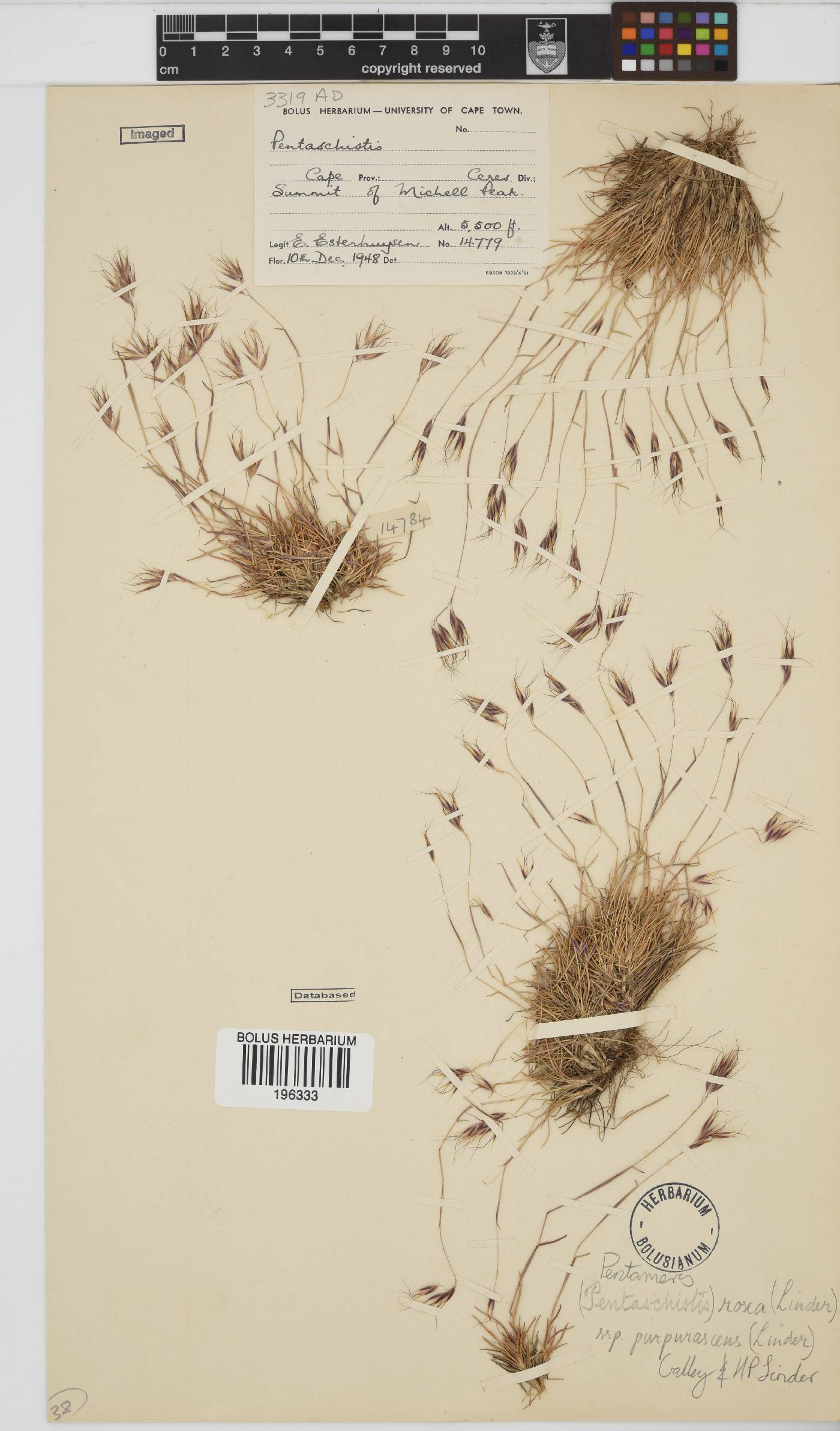 Pentameris rosea subsp. purpurascens image