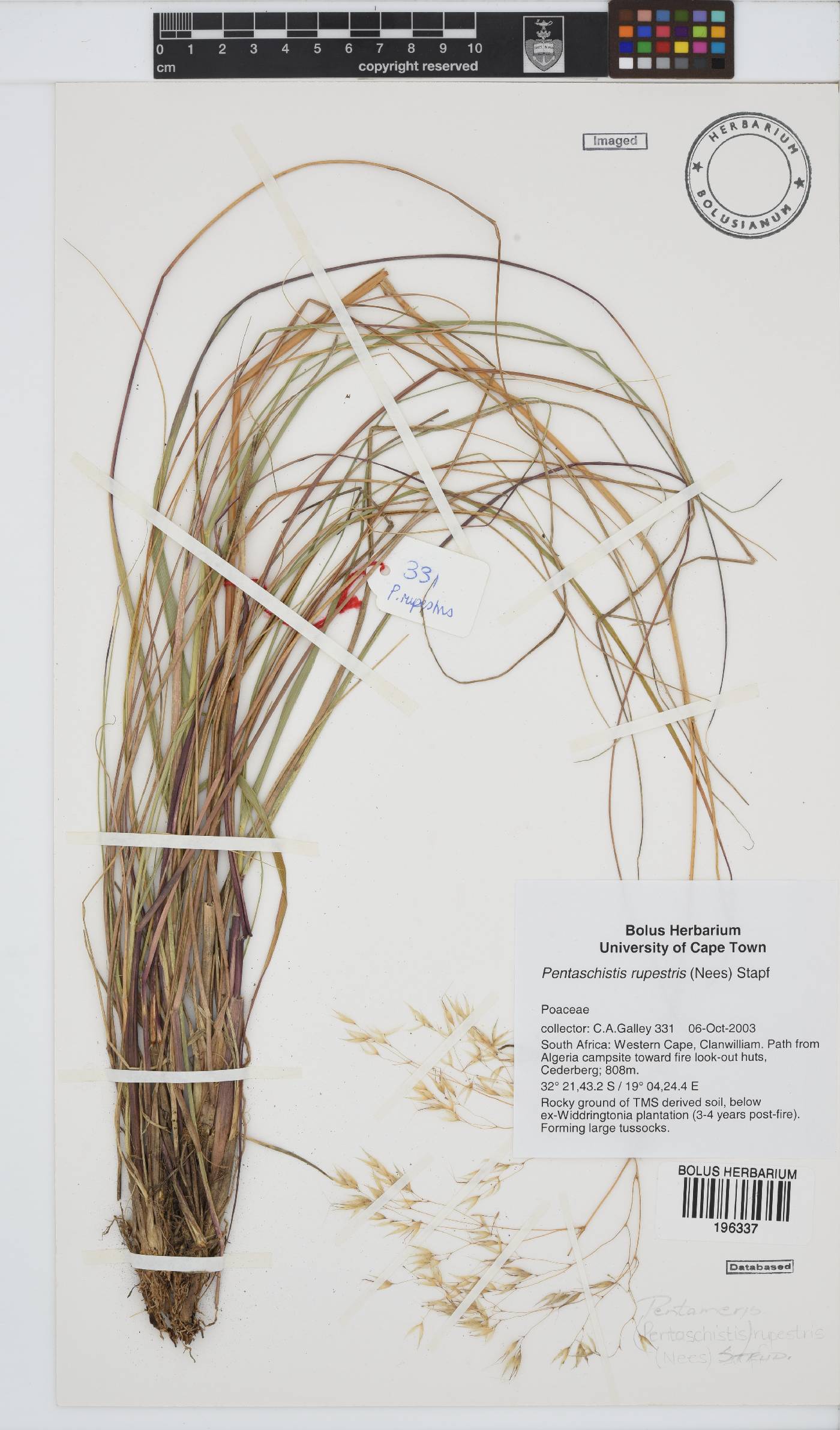 Pentameris rupestris image