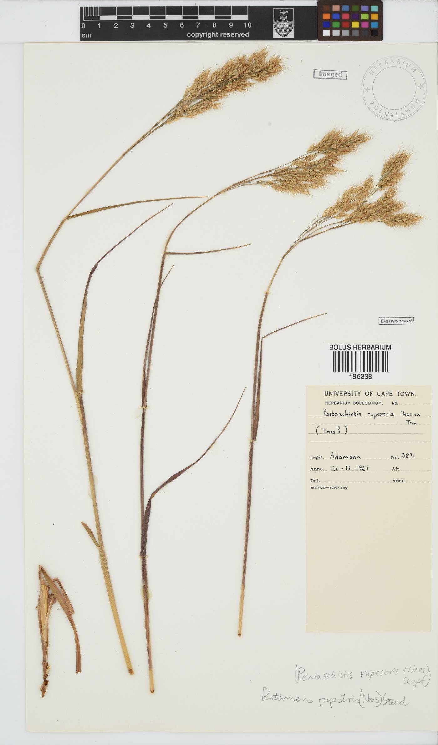 Pentameris rupestris image