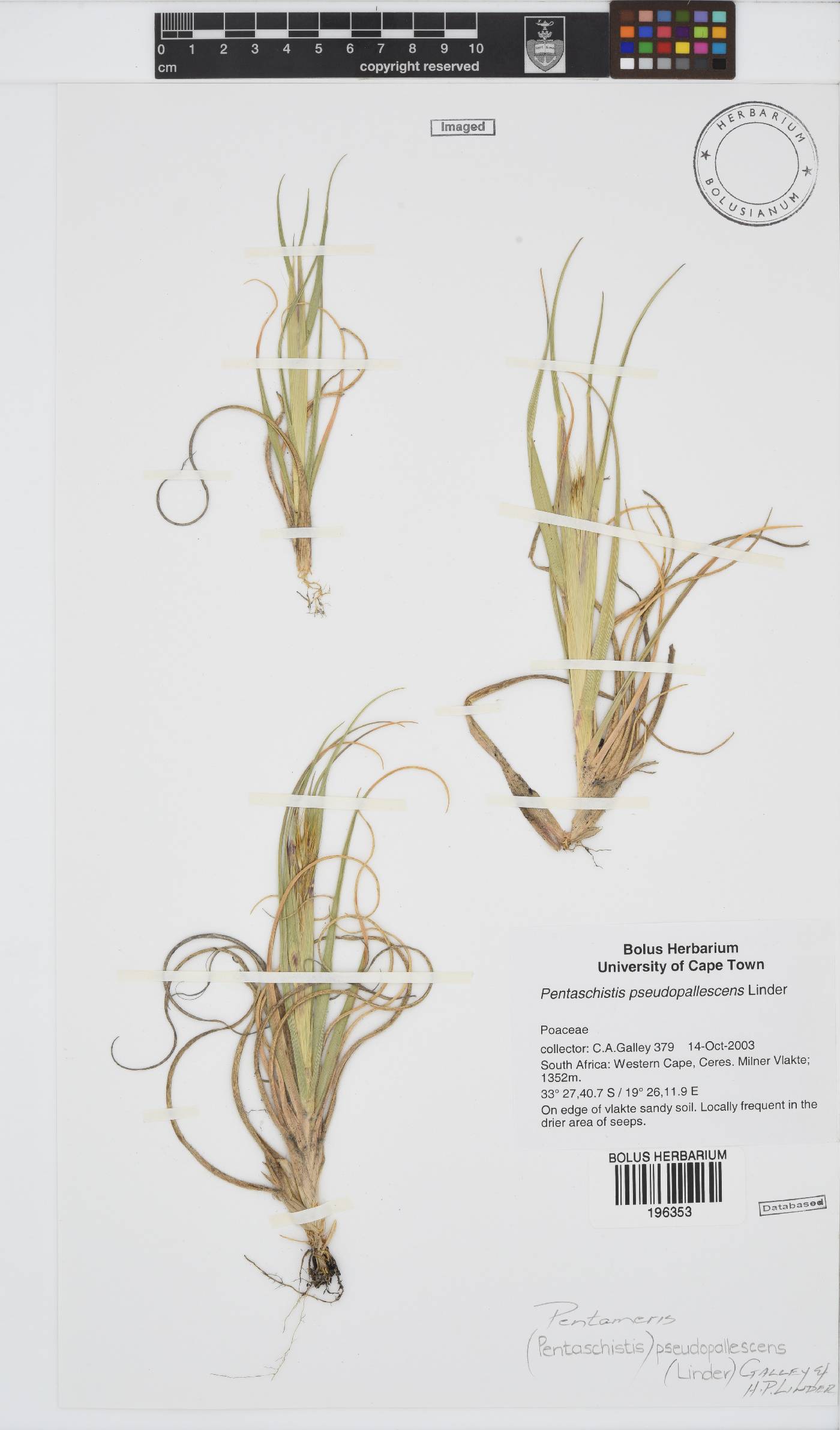 Pentameris pseudopallescens image