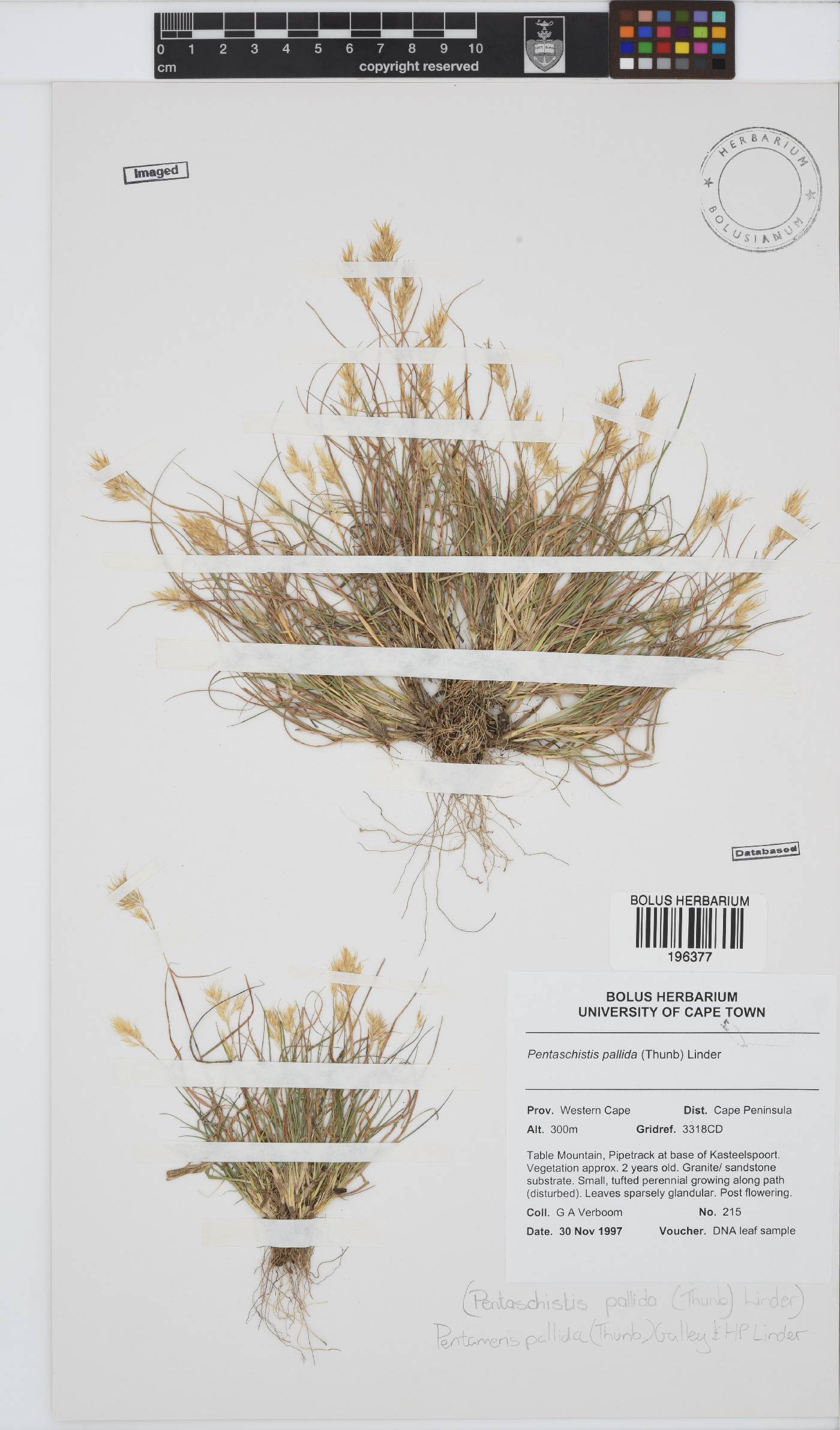 Pentameris pallida image