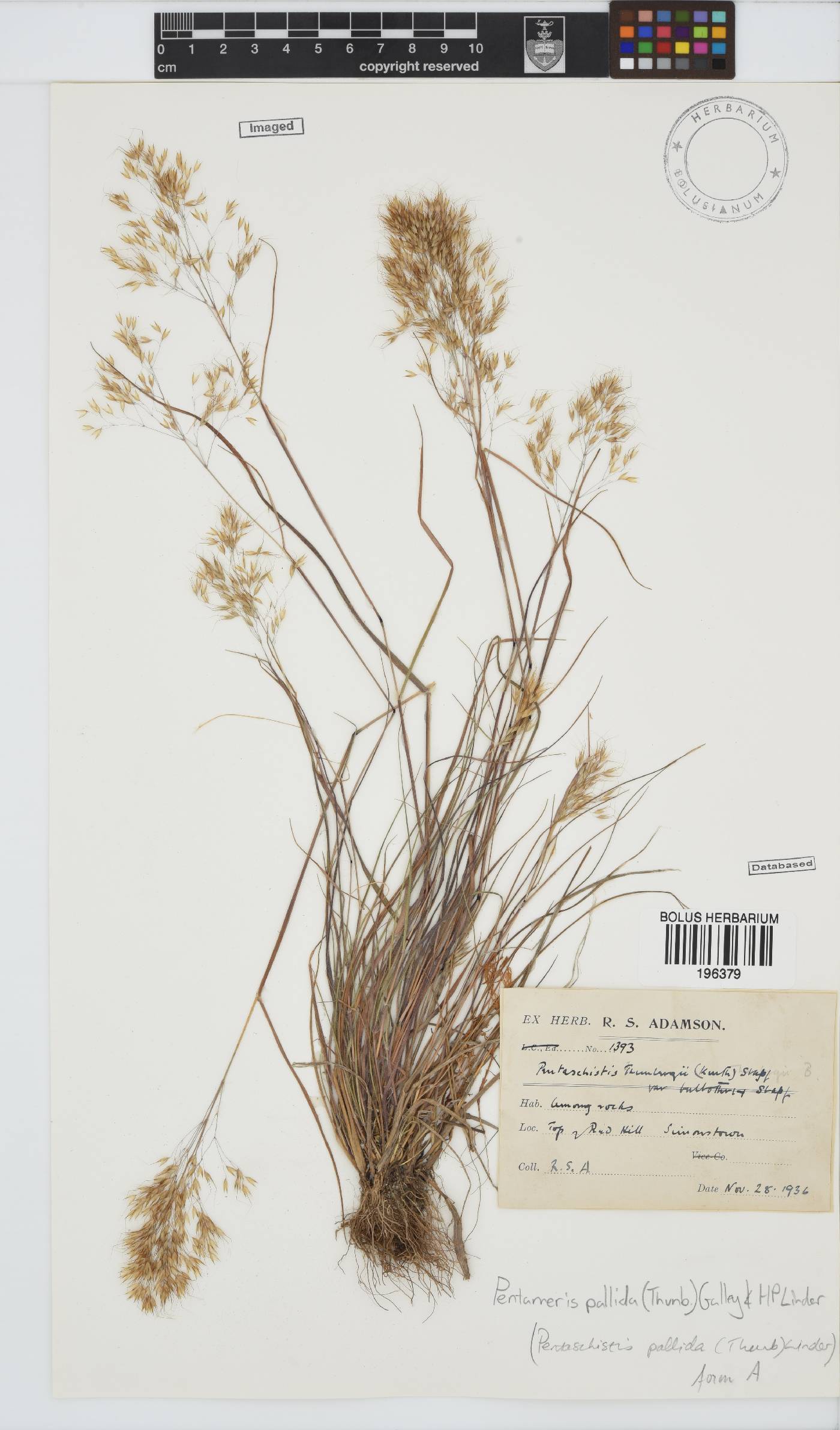 Pentameris pallida image