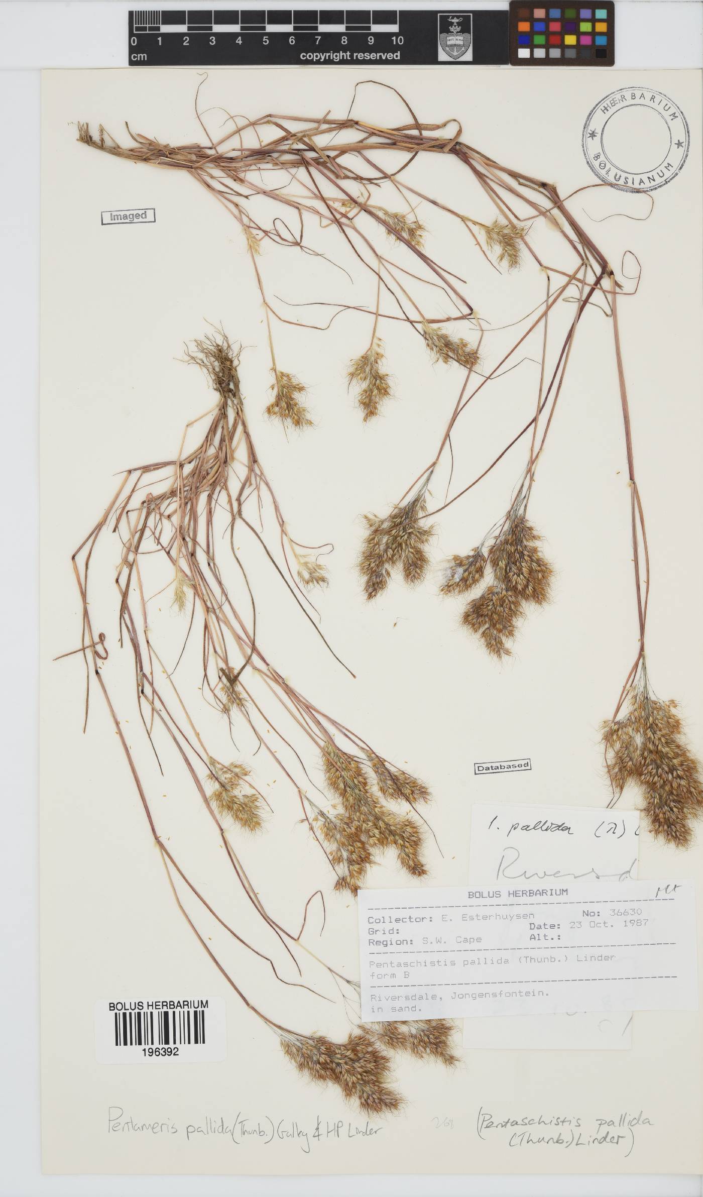 Pentameris pallida image