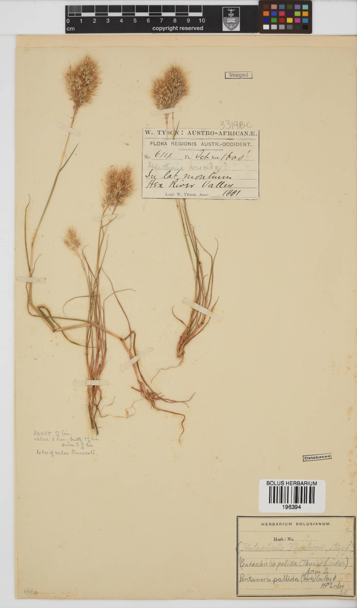 Pentameris pallida image