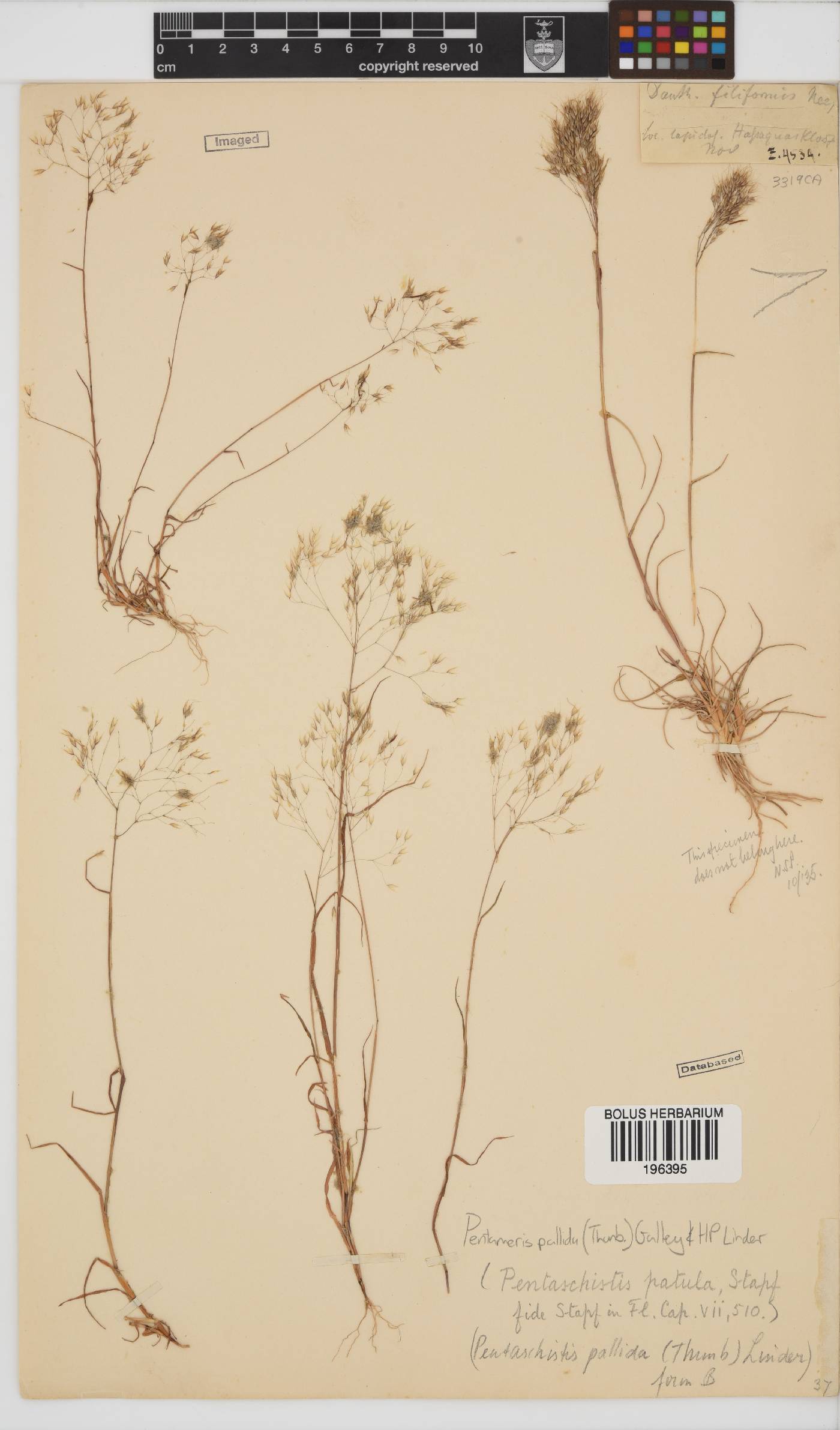 Pentameris pallida image