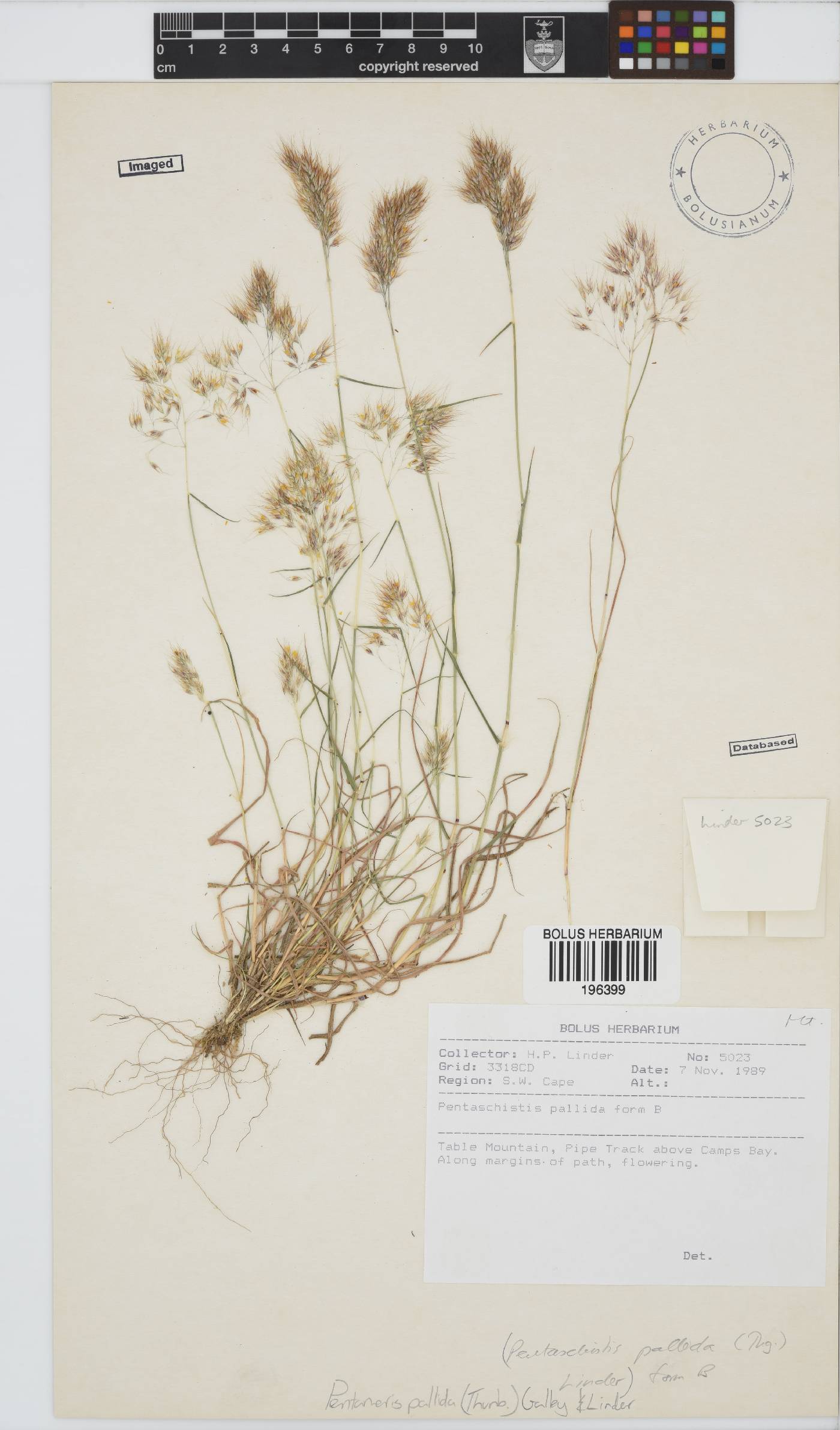 Pentameris pallida image