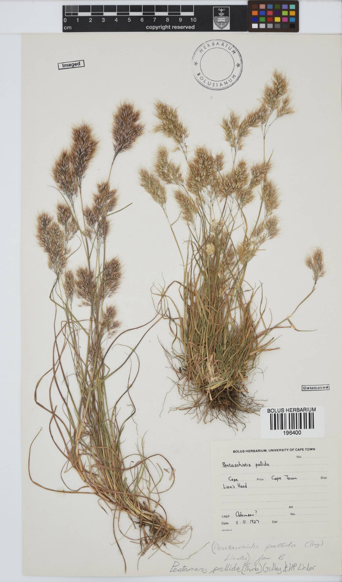 Pentameris pallida image
