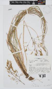 Pentameris pallescens image