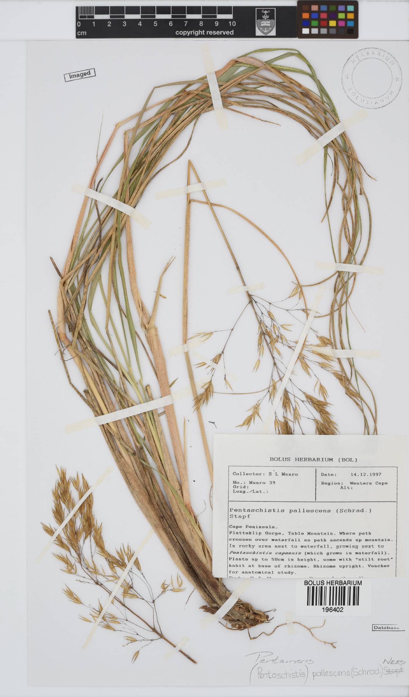 Pentameris pallescens image