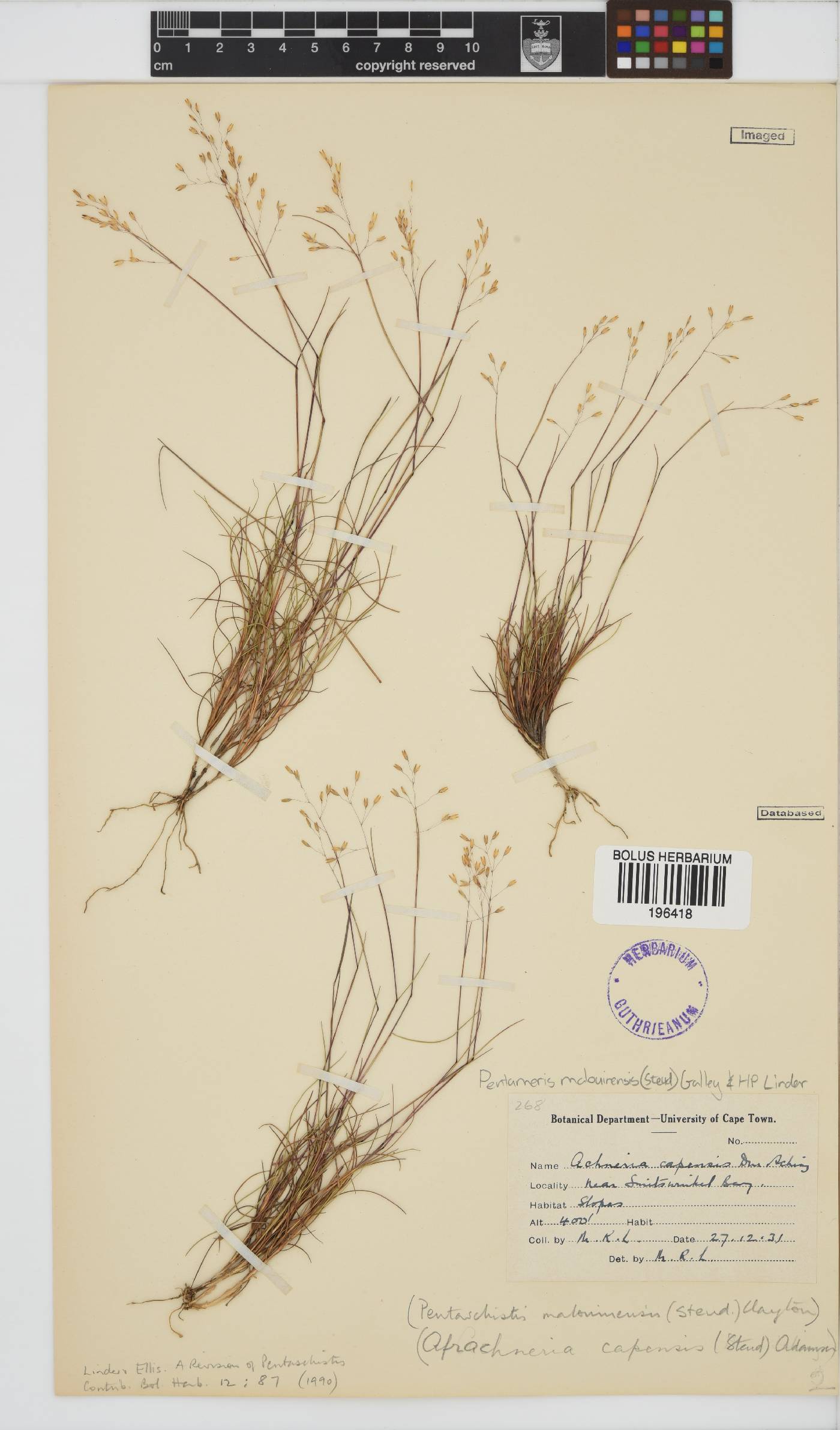 Pentameris malouinensis image