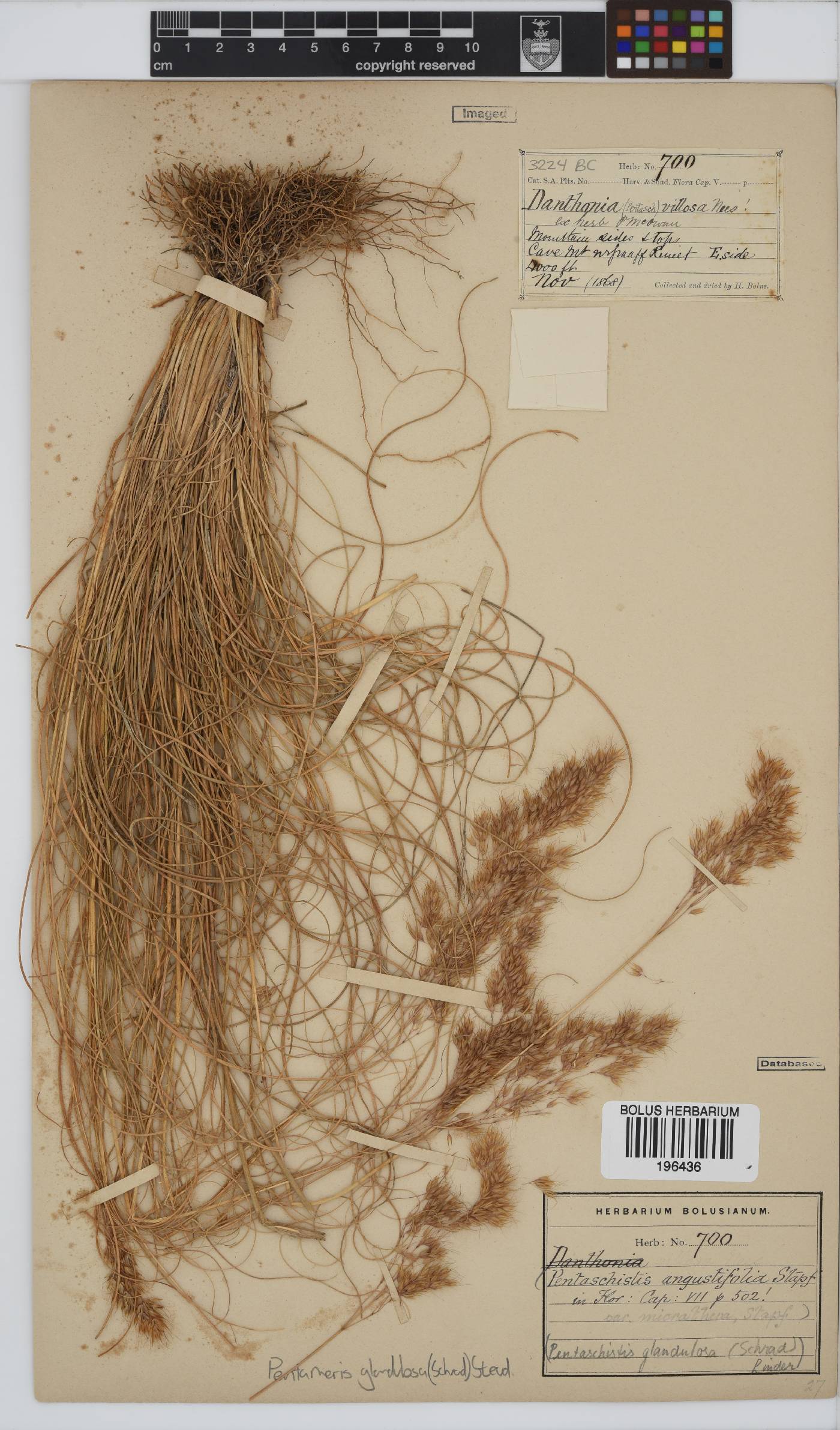 Pentameris glandulosa image