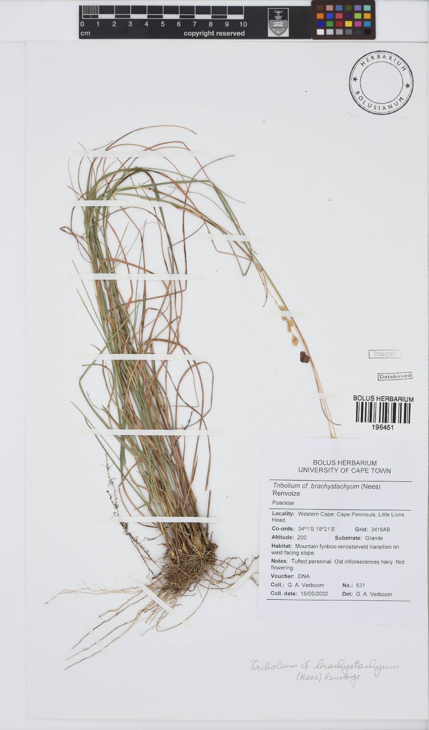Tribolium brachystachyum image