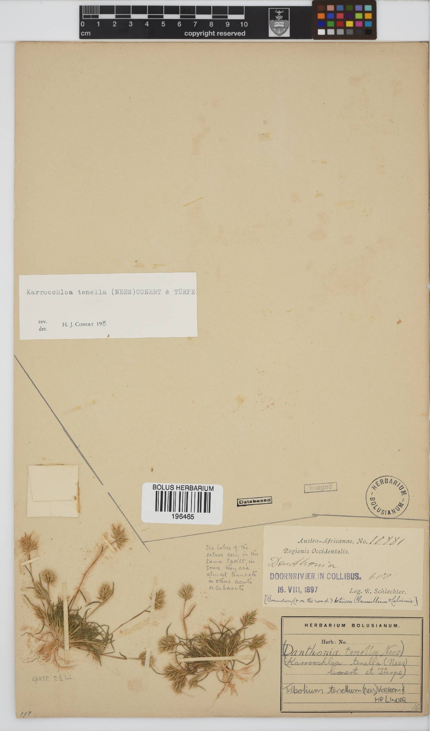 Tribolium tenellum image