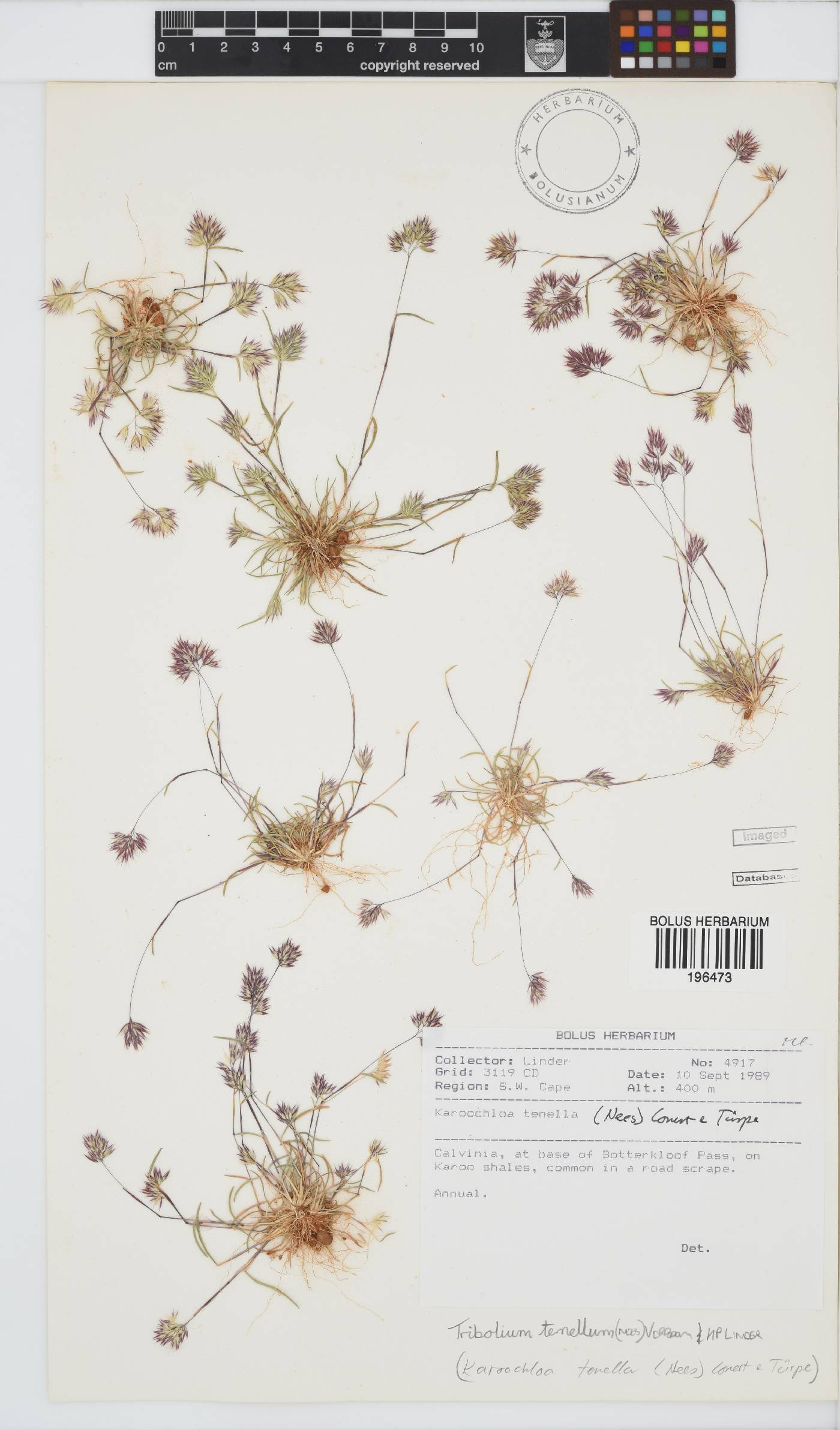 Tribolium tenellum image